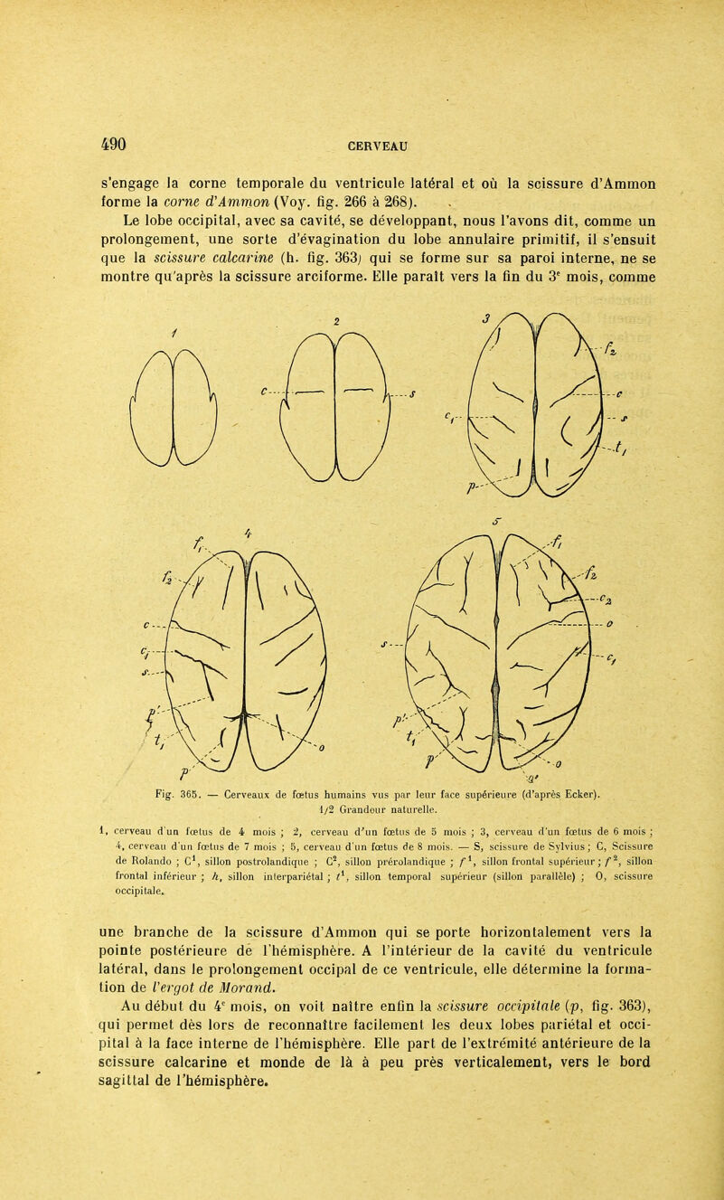 s'engage la corne temporale du ventricule latéral et où la scissure d'Ammon forme la corne d'Ammon (Voy. fig. 266 à 268). Le lobe occipital, avec sa cavité, se développant, nous l'avons dit, comme un prolongement, une sorte d'évagination du lobe annulaire primitif, il s'ensuit que la scissure calcarine (h. fig. 363; qui se forme sur sa paroi interne, ne se montre qu'après la scissure arciforme. Elle paraît vers la fin du 3e mois, comme Fig. 365. — Cerveaux de fœtus humains vus par leur face supérieure (d'après Ecker). 1/2 Grandeur naturelle. 1, cerveau d'un fœtus de 4 mois ; 2, cerveau d'un fœtus de 5 mois ; 3, cerveau d'un fœtus de 6 mois ; 4, cerveau d'un fœtus de 7 mois ; 5, cerveau d'un fœtus de 8 mois. — S, scissure de Sylvius; C, Scissure de Rolando ; G , sillon postrolandique ; C2, sillon prérolandique ; fi, sillon frontal supérieur;/-2, sillon frontal inférieur ; h, sillon interpariétal ; ti, sillon temporal supérieur (sillon parallèle) ; 0, scissure occipitale. une branche de la scissure d'Ammon qui se porte horizontalement vers la pointe postérieure dé l'hémisphère. A l'intérieur de la cavité du ventricule latéral, dans le prolongement occipal de ce ventricule, elle détermine la forma- tion de l'ergot de Morand. Au début du 4e mois, on voit naitre enfin la scissure occipitale (p, fig. 363), qui permet dès lors de reconnaître facilement les deux lobes pariétal et occi- pital à la face interne de l'hémisphère. Elle part de l'extrémité antérieure de la scissure calcarine et monde de là à peu près verticalement, vers le bord sagittal de l'hémisphère.