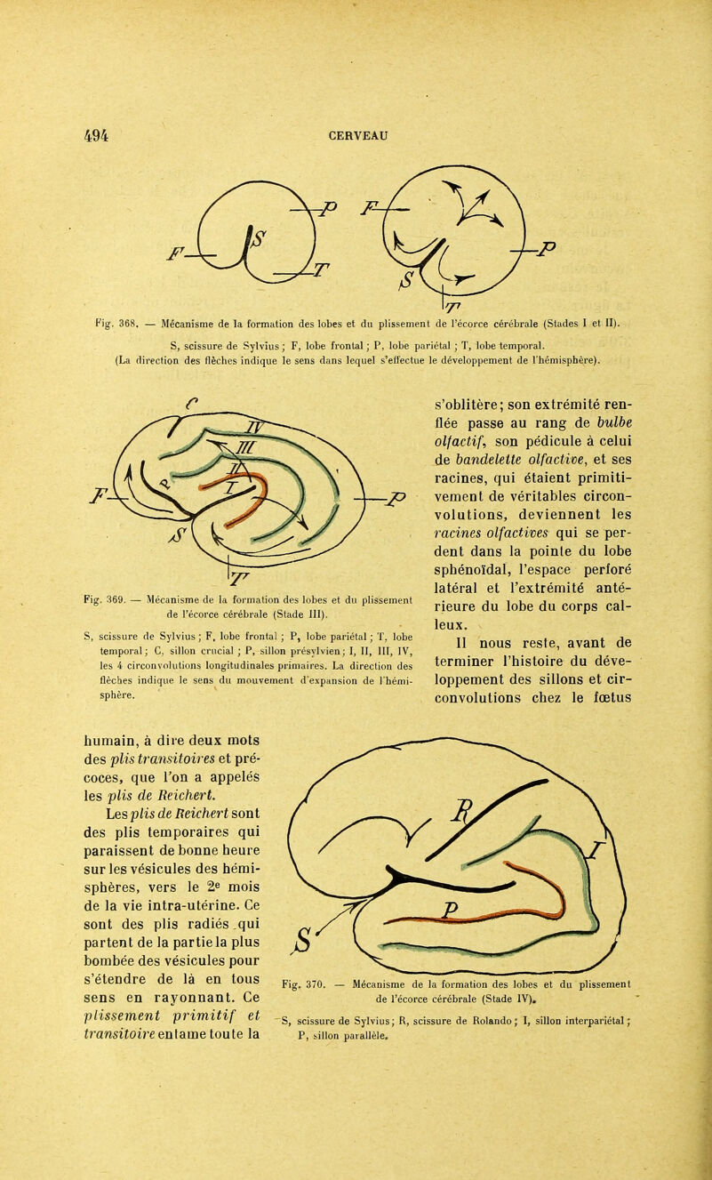 -P F- Fig. 368, — Mécanisme de la formation des lobes et du plissement de l'écorce cérébrale (Stades I et II). S, scissure de Sylvïus ; F, lobe frontal ; P, lobe pariétal ; T, lobe temporal. (La direction des flèches indique le sens dans lequel s'effectue le développement de l'hémisphère). g. 369. — Mécanisme de la formation des lobes et du plissement de l'écorce cérébrale (Stade 111). scissure de Sylvius ; F, lobe frontal ; P, lobe pariétal ; T, lobe temporal; C, sillon crucial ; P, sillon présylvien; I, II, III, IV, les 4 circonvolutions longitudinales primaires. La direction des flèches indique le sens du mouvement d'expansion de l'hémi- sphère. s'oblitère; son extrémité ren- flée passe au rang de bulbe olfactif, son pédicule à celui de bandelette olfactive, et ses racines, qui étaient primiti- vement de véritables circon- volutions, deviennent les racines olfactives qui se per- dent dans la pointe du lobe sphénoïdal, l'espace perforé latéral et l'extrémité anté- rieure du lobe du corps cal- leux. Il nous reste, avant de terminer l'histoire du déve- loppement des sillons et cir- convolutions chez le fœtus humain, à dire deux mots des plis transitoires et pré- coces, que l'on a appelés les plis de Reichert. Les plis de Reichert sont des plis temporaires qui paraissent de bonne heure sur les vésicules des hémi- sphères, vers le 2e mois de la vie intra-utérine. Ce sont des plis radiés .qui partent de la partie la plus bombée des vésicules pour s'étendre de là en tous sens en rayonnant. Ce plissement primitif et transitoire entame toute la Fig. 370. — Mécanisme de la formation des lobes et du plissement de l'écorce cérébrale (Stade IV), S, scissure de Sylvius; R, scissure de Rolando ; I, sillon interpariétal; P, sillon parallèle.