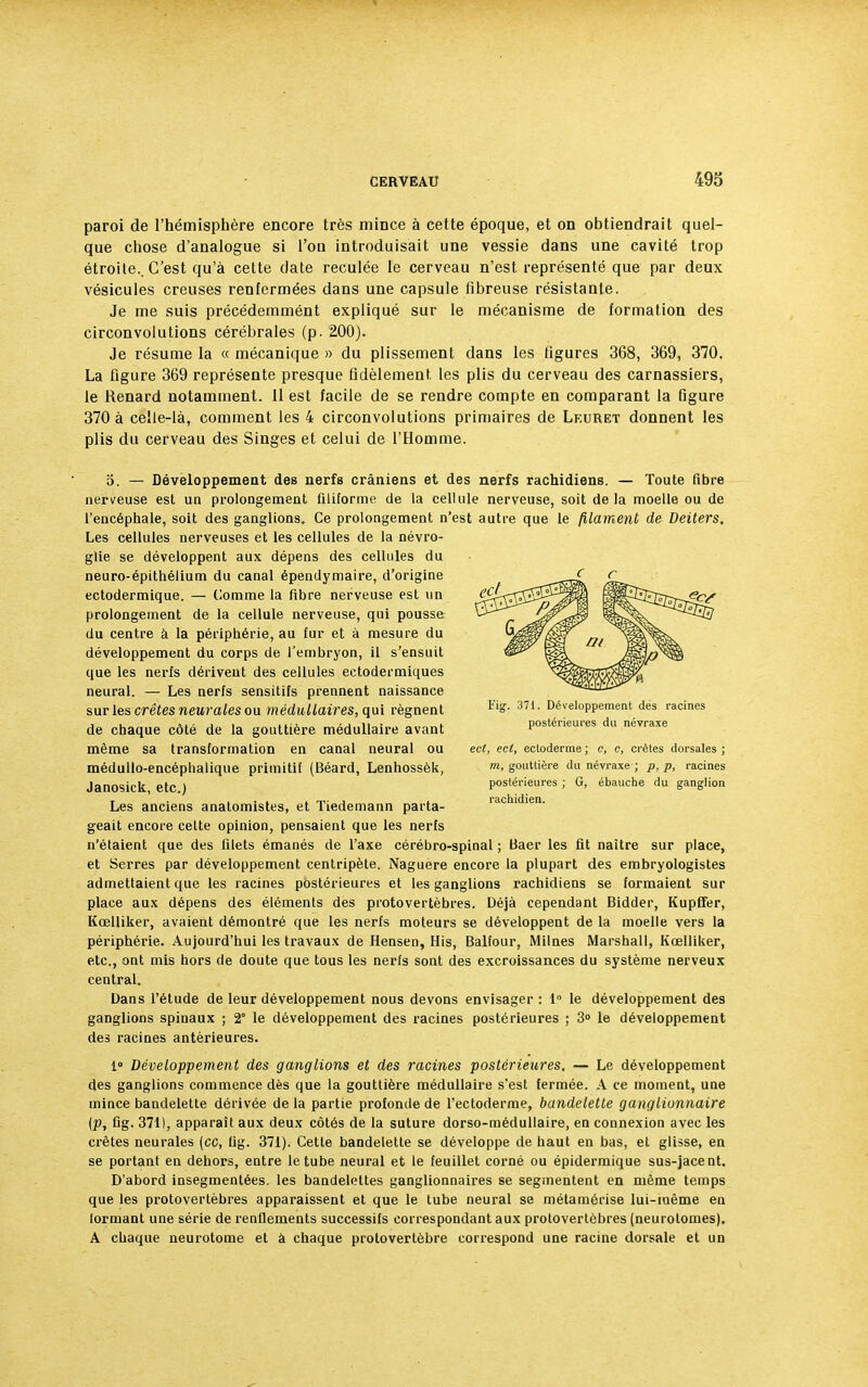 paroi de l'hémisphère encore très mince à cette époque, et on obtiendrait quel- que chose d'analogue si l'ou introduisait une vessie dans une cavité trop étroite.. C'est qu'à cette date reculée le cerveau n'est représenté que par deux vésicules creuses renfermées dans une capsule fibreuse résistante. Je me suis précédemmént expliqué sur le mécanisme de formation des circonvolutions cérébrales (p. 200). Je résume la « mécanique » du plissement dans les figures 368, 369, 370. La figure 369 représente presque fidèlement, les plis du cerveau des carnassiers, le Renard notamment. 11 est facile de se rendre compte en comparant la figure 370 à celle-là, comment les 4 circonvolutions primaires de Leuret donnent les plis du cerveau des Singes et celui de l'Homme. 5. — Développement des nerfs crâniens et des nerfs rachidiens. — Toute (ibre nerveuse est un prolongement filiforme de la cellule nerveuse, soit delà moelle ou de l'encéphale, soit des ganglions. Ce prolongement n'est autre que le filament de Deiters. Les cellules nerveuses et les cellules de la névro- glie se développent aux dépens des cellules du neuro-épithélium du canal épendymaire, d'origine ectodermique. — Comme la fibre nerveuse est un SrXTv^^^^^ W^^SSTst-tS£^ prolongement de la cellule nerveuse, qui pousse du centre à la périphérie, au fur et à mesure du développement du corps de l'embryon, il s'ensuit que les nerfs dérivent des cellules ectodermiques neural. — Les nerfs sensitifs prennent naissance sur les crêtes neurales ou médullaires, qui régnent 37i- Développement dès racines de chaque côté de la gouttière médullaire avant postérieures du névraxe même sa transformation en canal neural ou ect, ecl, ectoderme; c, o, crêtes dorsales; médullo-encéphalique primitif (Béard, Lenhossèk, m> gouttière du névraxe ; p, p, racines Janosick etc ) postérieures ; G, ébauche du ganglion Les anciens anatomistes, et Tiedemann parta- rachidien. geait encore celte opinion, pensaient que les nerfs n'élaient que des filets émanés de l'axe cérébro-spinal ; Baer les fit naitre sur place, et Serres par développement centripète. Naguère encore la plupart des embryologistes admettaient que les racines postérieures et les ganglions rachidiens se formaient sur place aux dépens des éléments des protovertèbres. Déjà cependant Bidder, Kupffer, Kœlliker, avaient démontré que les nerfs moteurs se développent de la moelle vers la périphérie. Aujourd'hui les travaux de Hensen, His, Balfour, Milnes Marshall, Kœlliker, etc., ont mis hors de doute que tous les nerfs sont des excroissances du système nerveux central. Dans l'étude de leur développement nous devons envisager : 1° le développement des ganglions spinaux ; 2 le développement des racines postérieures ; 3° le développement des racines antérieures. 1° Développement des ganglions et des racines postérieures. — Le développement des ganglions commence dès que la gouttière médullaire s'est fermée. A ce moment, une mince bandelette dérivée de la partie profonde de l'ectoderme, bandelette ganglionnaire [p, fig. 371), apparaît aux deux côtés de la suture dorso-médullaire, en connexion avec les crêtes neurales (ce, Ug. 371). Cette bandelette se développe de haut en bas, et glisse, en se portant en dehors, entre le tube neural et le feuillet corné ou épidermique sus-jacent. D'abord insegmentées, les bandelettes ganglionnaires se segmentent en même temps que les protovertèbres apparaissent et que le tube neural se métamérise lui-même en formant une série de renflements successifs correspondant aux protovertôbres (neurotomes). A chaque neurotome et à chaque protovertèbre correspond une racine dorsale et un