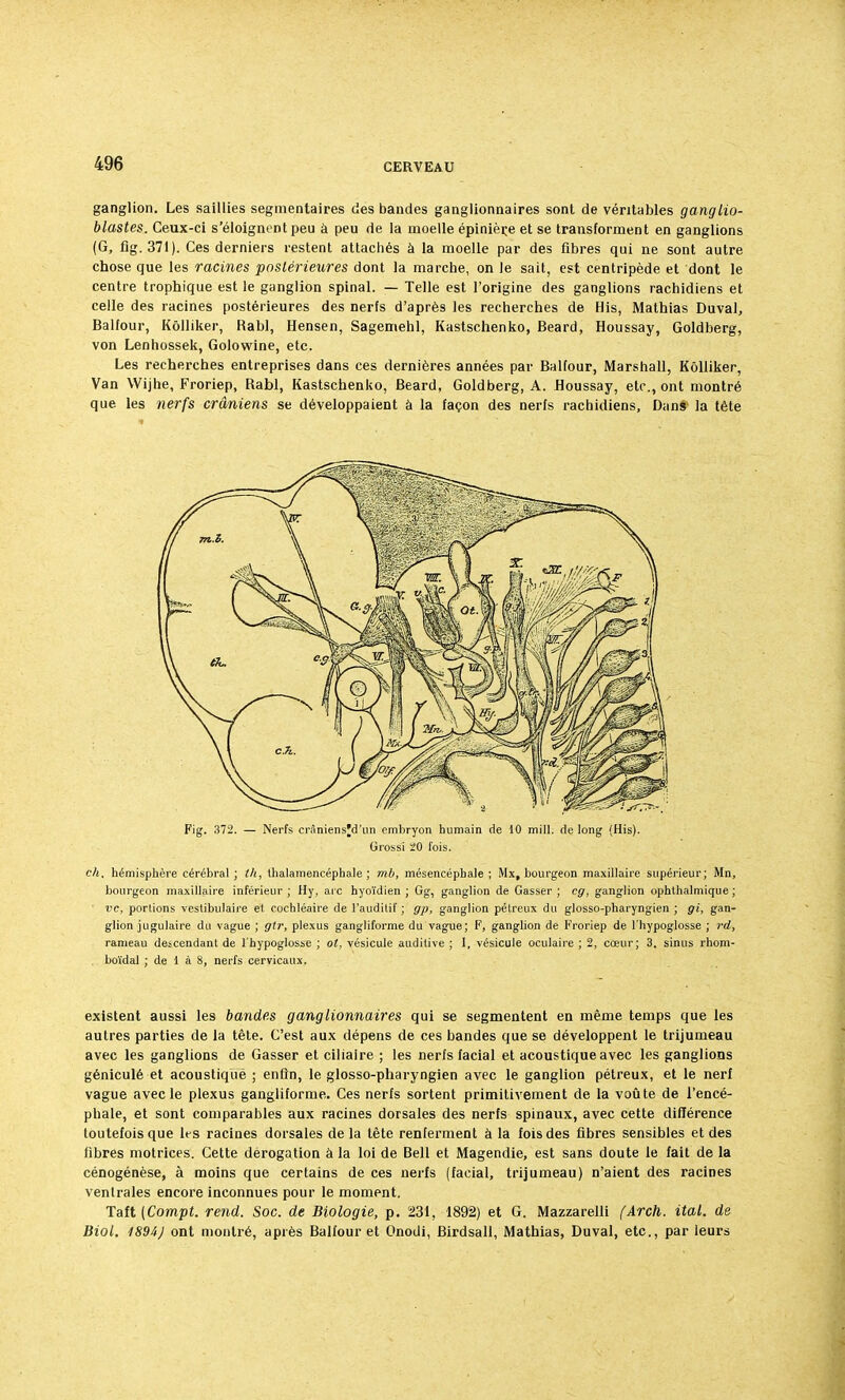 ganglion. Les saillies segmentaires des bandes ganglionnaires sont de véritables ganglio- blastes. Ceux-ci s'éloignent peu à peu de la moelle épinièr.e et se transforment en ganglions (G, fig. 371). Ces derniers restent attachés à la moelle par des fibres qui ne sont autre chose que les racines postérieures dont la marche, on le sait, est centripède et dont le centre trophique est le ganglion spinal. — Telle est l'origine des ganglions rachidiens et celle des racines postérieures des nerfs d'après les recherches de His, Mathias Duval, Balfour, Kôlliker, Rabl, Hensen, Sagemehl, Kastschenko, Beard, Houssay, Goldberg, von Lenhossek, Golowine, etc. Les recherches entreprises dans ces dernières années par Balfour, Marshall, Kôlliker, Van Wijhe, Froriep, Rabl, Kastschenko, Beard, Goldberg, A. floussay, etc., ont montré que les nerfs crâniens se développaient à la façon des nerfs rachidiens, Dans la tête Fig. 372. — Nerfs crâniensjd'un embryon humain de 10 mill. de long (His). Grossi 10 fois. ch. hémisphère cérébral ; th, thalamencéphale ; mil, mésencépbale ; Mx, bourgeon maxillaire supérieur; Mn, bourgeon maxillaire inférieur ; Hy, ai e hyoïdien ; Gg, ganglion de Gasser ; cg, ganglion ophthalmique ; ' vc, portions veslibulaire et cochléaire de l'auditif ; gp, ganglion pétreux du glosso-pharyngien ; gi, gan- glion jugulaire du vague ; gtr, plexus gangliforme du vague; F, ganglion de Froriep de l'hypoglosse ; rd, rameau descendant de l'hypoglosse ; ot, vésicule auditive ; I, vésicule oculaire ; 2, cœur; 3. sinus rhom- boïdal ; de 1 à 8, nerfs cervicaux. existent aussi les bandes ganglionnaires qui se segmentent en même temps que les autres parties de la tête. C'est aux dépens de ces bandes que se développent le trijumeau avec les ganglions de Gasser et ciliaire ; les nerfs facial et acoustique avec les ganglions géniculé et acoustiqué ; enfin, le glosso-pharyngien avec le ganglion pétreux, et le nerf vague avec le plexus gangliforme. Ces nerfs sortent primitivement de la voûte de l'encé- phale, et sont comparables aux racines dorsales des nerfs spinaux, avec cette différence toutefois que les racines dorsales de la tête renferment à la fois des fibres sensibles et des fibres motrices. Cette dérogation à la loi de Bell et Magendie, est sans doute le fait de la cénogénèse, à moins que certains de ces nerfs (facial, trijumeau) n'aient des racines ventrales encore inconnues pour le moment. Taft (Com.pt. rend. Soc. de Biologie, p. 231, 1892) et G. Mazzarelli (Arch. ital. de Biot. 4894J ont montré, après Balfour et Onodi, Birdsall, Mathias, Duval, etc., par leurs