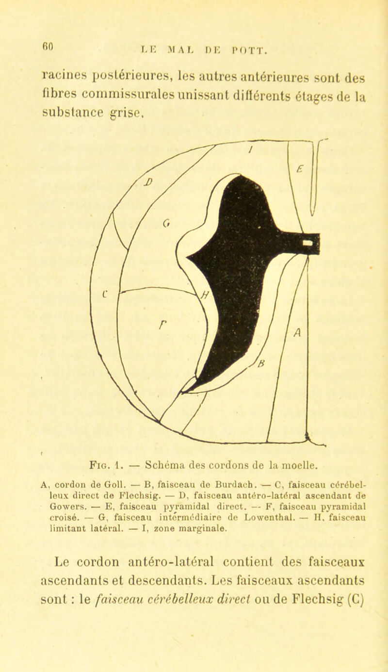 racines postérieures, les autres antérieures sont des libres commissurales unissant diflérents étages de la substance grise. Fig. 1. — Schéma des cordons de la moelle. A, cordon de Goll. — B, faisceau de Burdach. — C, faisceau cérébel- leux direct de Flechsig. — D, faisceau antéro-latéral ascendant de Gowers. — E, faisceau pyramidal direct. — F, faisceau pyramidal croisé. -— G, faisceau intermédiaire de Lowenthal. — H. faisceau limitant latéral. — I, zone marginale. Le cordon antéro-latéral contient des faisceaux ascendants et descendants. Les faisceaux ascendants sont : le faisceau cérébelleux direct ou de Flechsig (C)