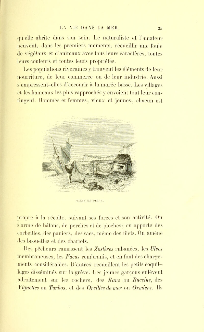 qu'elle abrite dans son sein. Le naturaliste et l'amateur peuvent, dans les premiers moments, recueillir une foule de végétaux et d'animaux avec tous leurs caractères, toutes leurs couleurs et toutes leurs propriétés. Les populations riveraines y trouvent les éléments de leur nourriture, de leur commerce ou de leur industrie. Aussi s'empressent-elles d'accourir à la marée basse. Les villages et les hameaux les plus rapprochés y envoient tout leur con- tingeut. Hommes et femmes, vieux et jeunes, chacun est FILETS DIS PÈCHE. propre à la récolte, suivant ses forces et son activité. On s'arme de hâtons, de perches et de pioches; on apporte des corbeilles, des paniers, des sacs, même des filets. Ou amène des brouettes et des chariots. Des pécheurs ramassent les Zoslèrcs rubanées, les Ulves membraneuses, les Fucus rembrunis, et en font des charge- ments considérables. D'autres recueillent les petits coquil- lages disséminés sur la grève. Les jeunes garçons enlèvent adroitement sur les rochers, des H an s ou Buccins, des Vignettes on Turbos, et des Oreilles de mer ou Ormiers. Ils