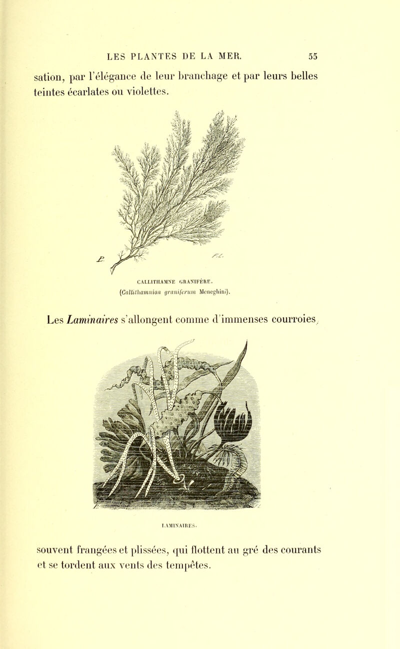 sation, par l'élégance de leur branchage et par leurs belles teintes écarlates ou violettes. CALUTHAMNE GRANIFÈRE. (CalUthamnion graniferum Menegliini). LAMINAIRES. souvent frangées et plissées, qui flottent au gré des courants et se tordent aux vents des tempêtes.