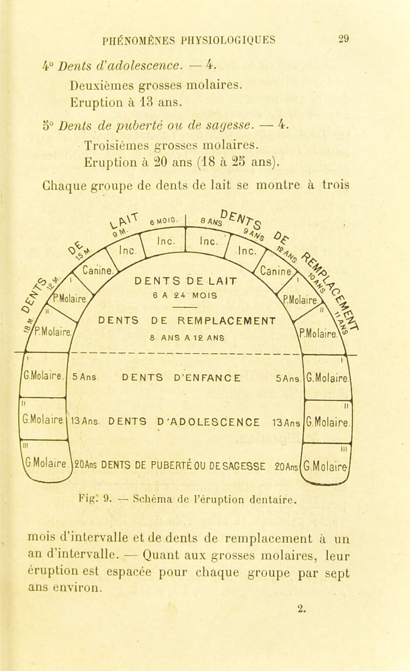 4° Dents cVadolescence. — 4. Deuxièmes grosses molaires. Eruption à 13 ans. 0° Dents de puberté ou de sagesse. — 4. Troisièmes grosses molaires. Eruption à 20 ans (18 à 25 ans). Chaque groupe de dents de lait se montre à trois */ -y DENTS DE REMPLACEMENT WÀ DENTS DE LAIT 6 A 24 MOIS GMolaire. SAns dents D'ENFANCE 5An GMolaire 13Ans DENTS D'ADOLESCENCE 13An 20Ans DENTS DE PUBERTÉ OU DESAGESSE 20Ans G.MoIaire Fig: 9. — Schéma de l'éruption dentaire. mois d'intervalle et de dents de remplacement à un an d'intervalle. — Quant aux grosses molaires, leur éruption est espacée pour chaque groupe par sept ans environ. 2.