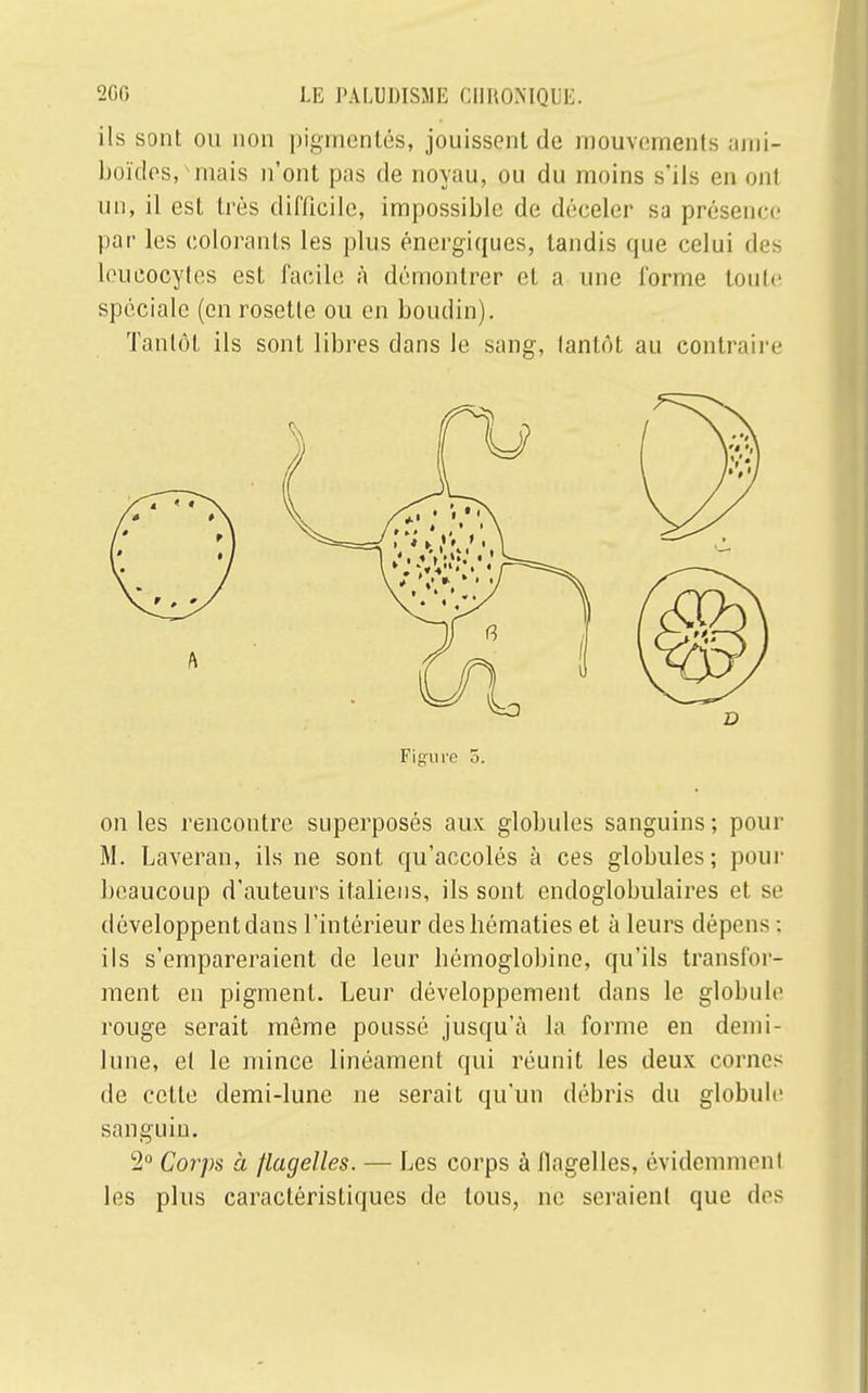 ils sont ou non pigmentés, jouissent de mouvements ami- boïdes, mais n'ont pas de noyau, ou du moins s'ils en ont un, il est très difficile, impossible de déceler sa présence par les colorants les plus énergiques, tandis que celui des leucocytes est facile à démontrer et a une forme toute spéciale (en rosette ou en boudin). Tantôt ils sont libres dans le sang, tantôt au contraire Figure 5. on les rencontre superposés aux globules sanguins ; pour M. Laveran, ils ne sont qu'accolés à ces globules; pour beaucoup d'auteurs italiens, ils sont endoglobulaires et se développent dans l'intérieur des hématies et à leurs dépens : ils s'empareraient de leur bômoglobine, qu'ils transfor- ment en pigment. Leur développement dans le globule rouge serait même poussé jusqu'à la forme en demi- lune, et le mince linéament qui réunit les deux cornes de cette demi-lune ne serait qu'un débris du globule sanguin. 2° Corps à flagelles. — Les corps à flagelles, évidemment les plus caractéristiques de tous, ne seraient que des