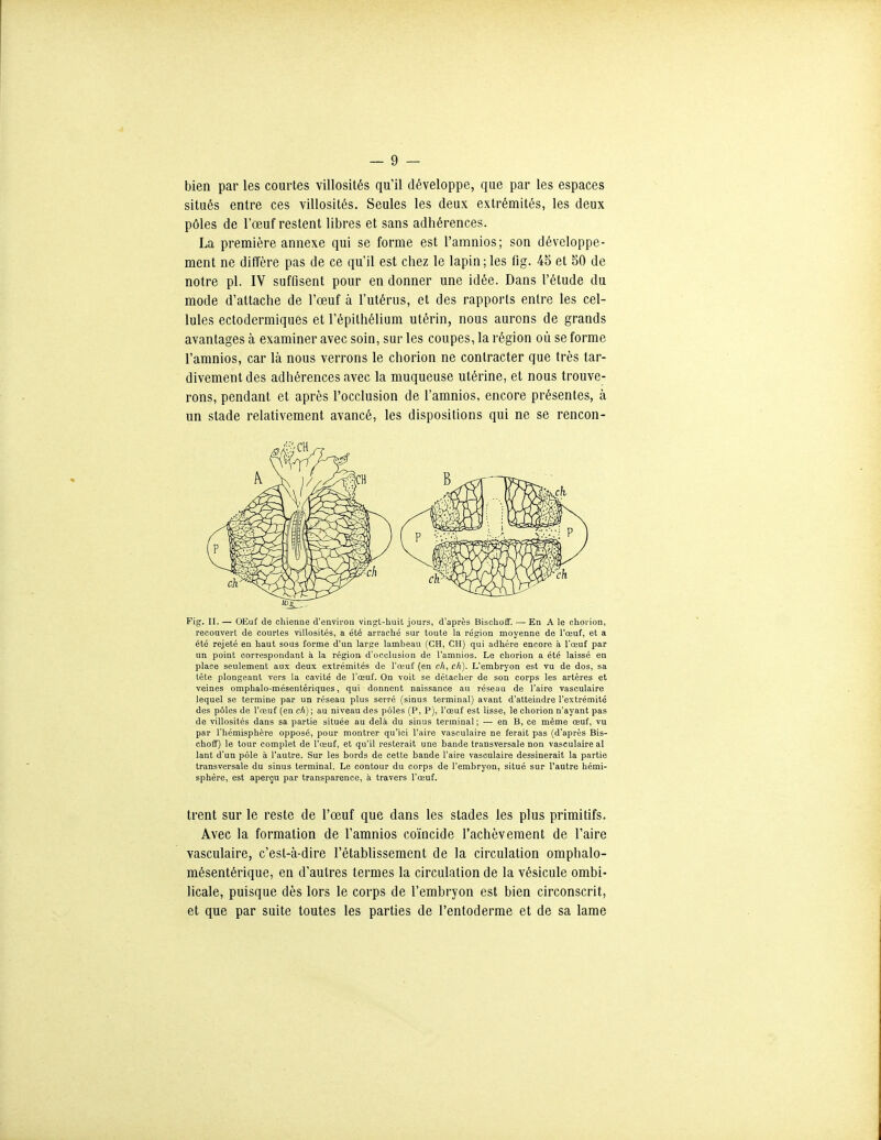 bien par les courtes villosités qu'il développe, que par les espaces situés entre ces villosités. Seules les deux extrémités, les deux pôles de l'œuf restent libres et sans adhérences. La première annexe qui se forme est l'amnios; son développe- ment ne diffère pas de ce qu'il est chez le lapin;les fig. 45 et 50 de notre pl. IV suffisent pour en donner une idée. Dans l'étude du mode d'attache de l'œuf à l'utérus, et des rapports entre les cel- lules ectodermiques et l'épithélium utérin, nous aurons de grands avantages à examiner avec soin, sur les coupes, la région où se forme l'amnios, car là nous verrons le chorion ne contracter que très tar- divement des adhérences avec la muqueuse utérine, et nous trouve- rons, pendant et après l'occlusion de l'amnios, encore présentes, à un stade relativement avancé, les dispositions qui ne se rencon- Fig. II. — OEuf de chienne d'environ vingt-huil jours, d'après Bisclioff. — En A le chorion, recouvert de courtes villosités, a été arraché sur toute la région moyenne de l'œuf, et a été rejeté en haut sous forme d'un large lambeau (CH, CH) qui adhère encore à l'œuf par un point correspondant à la région d'occlusion de l'amnios. Le chorion a été laissé en place seulement aux deux extrémités de l'œuf (en ch, ch). L'embryon est vu de dos, sa tète plongeant vers la cavité de l'œuf. On voit se détacher de son corps les artères et veines omphalo-mésentériques, qui donnent naissance au réseau de l'aire vasculaire lequel se termine par un réseau plus serré (sinus terminal) avant d'atteindre l'extrémité des pôles de l'œuf (en ch) ; au niveau des pôles (P, P), l'œuf est lisse, le chorion n'ayant pas de villosités dans sa partie située au delà du sinus terminal ; — en B, ce même œuf, vu par l'hémisphère opposé, pour montrer qu'ici l'aire vasculaire ne ferait pas (d'après Bis- choff) le tour complet de l'œuf, et qu'il resterait une bande transversale non vasculaire al lant d'un pôle à l'autre. Sur les bords de cette bande l'aire vasculaire dessinerait la partie transversale du sinus terminal. Le contour du corps de l'embryon, situé sur l'autre hémi- sphère, est aperçu par transparence, à travers l'œuf. trent sur le reste de l'œuf que dans les stades les plus primitifs. Avec la formation de l'amnios coïncide l'achèvement de l'aire vasculaire, c'est-à-dire l'établissement de la circulation omphalo- mésentérique, en d'autres termes la circulation de la vésicule ombi- licale, puisque dès lors le corps de l'embryon est bien circonscrit, et que par suite toutes les parties de l'entoderme et de sa lame