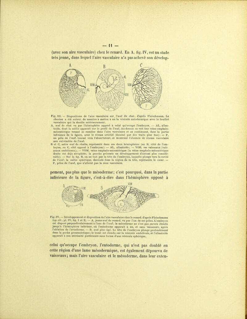 (avec son aire vasculaire) chez le renard. En A, fig. IV, est un stade très jeune, dans lequel l'aire vasculaire n'a pas achevé son dévelop- Fig. III. — Dispositions de l'aire vasculaire sur_ l'œuf du chat, d'après Fleischmann. Le chorion a été enlevé, de manière à mettre à nu la vésicule entodermique avec le feuillet vasculaire qui la double extérieurement. A, œuf de chat vu par l'hémisphère opposé à celui qu'occupe l'embryon. — AL, allan- to'ide, dont la saillie apparaît sur le profil de l'œuf. Au-dessus se voit une veine omphalo- mésentérique venant se ramifier dans l'aire vasculaire et se continuant, dans la partie inférieure de la ûgure, avec le réseau artériel (dessiné par des traits plus fins) ; — P, un pille de l'œuf, tourné vers l'observateur, et montrant l'absence de réseau vasculaire aux extrémités de l'œuf. B et C, autre œuf de chatte, représenté dans ses deux hémisphères (en B, c6tè de l'em- bryon, en C, côté opposé à l'embryon); — AL, allantoïde; — VOB, ses vaisseaux (vais- seaux ombilicaux); —VOM, veine omphalo-mèsentèrique (la veine omphalo-mésentérique droite est déjà atrophiée; la gauche présente un développement d'autant plus considé- rable). — Sur la flg. B, on ne voit pas la tète de l'embryon, laquelle plonge vers la cavité de l'œuf; la saillie sphérique, dessinée dans la région de la tète, représente le cœur. — P, pôles de l'œuf, que n'atteint pas la zone vasculaire. pement, pas plus que le mésoderme; c'est pourquoi, dans la partie inférieure de la figure, c'est-à-dire dans l'hémisphère opposé à Fig. ÎV. — Développement et disposition de l'aire vasculaire chez le renard, d'après Fleischmann {op. cit., pl. IV, flg. 1 et 2). — A, jeune œuf de renard, vu par l'un de ses pôles. L'embryon est disposé perpendiculairement à l'axe de l'œuf; le mésoderme ne s'est pas encore étendu jusqu'à l'hémisphère inférieur, où l'entoderme apparaît à nu, et sans vaisseaux, après l'ablation de l'ectoderme. — B, œuf plus âgé. La tète de l'embryon plonge profondément dans la poche proamniotique; le tronc est étendu sur la vésicule ombilicale, et l'allantoïde apparaît à son extrémité postérieure sous forme d'une vésicule sphérique. celui qu'occupe l'embryon, l'entoderme, qui n'est pas doublé en cette région d'une lame mésodermique, est également dépourvu de vaisseaux; mais l'aire vasculaire et le mésoderme, dans leur exten-