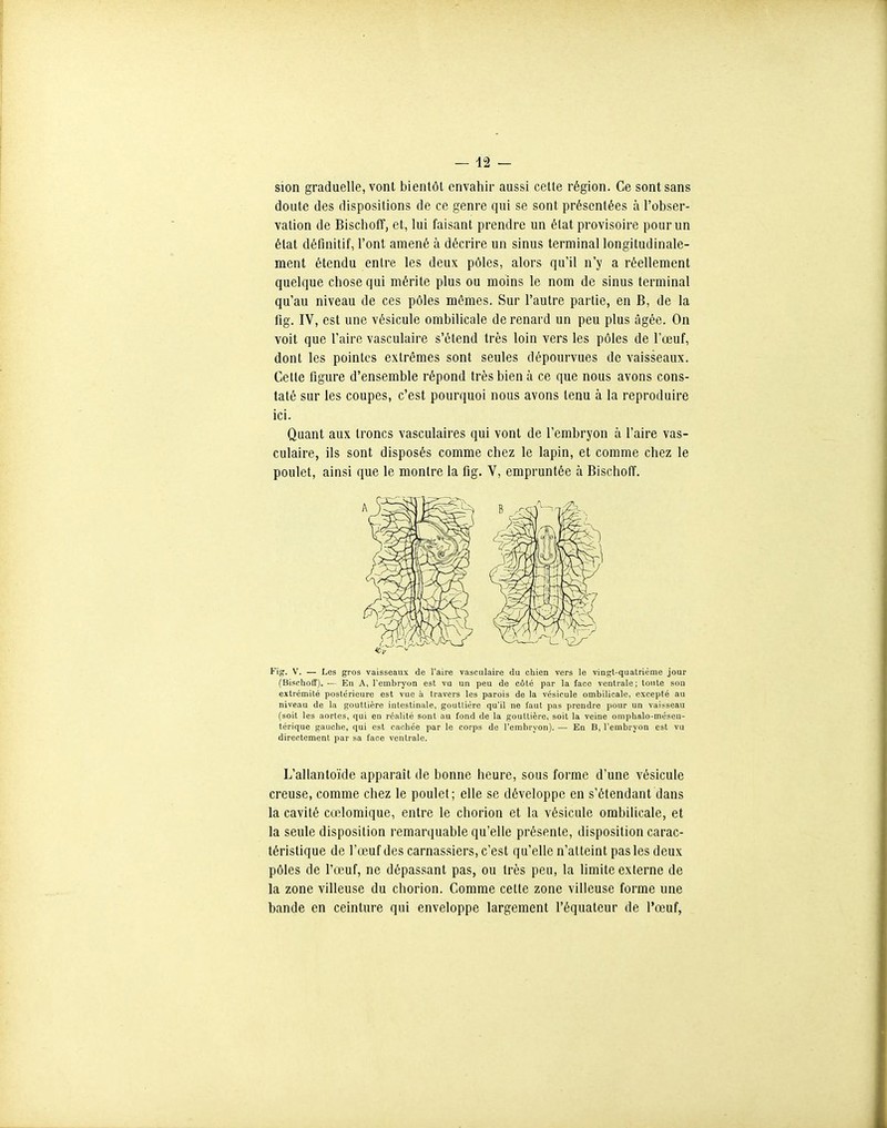 sion graduelle, vont bientôl cnvahii' aussi cette région. Ce sont sans doute des dispositions de ce genre qui se sont présentées à l'obser- vation de Bischoff, et, lui faisant prendre un état provisoire pour un état définitif, l'ont amené à décrire un sinus terminal longitudinale- ment étendu entre les deux pôles, alors qu'il n'y a réellement quelque chose qui mérite plus ou moins le nom de sinus terminal qu'au niveau de ces pôles mômes. Sur l'autre partie, en B, de la flg. IV, est une vésicule ombilicale de renard un peu plus âgée. On voit que l'aire vasculaire s'étend très loin vers les pôles de l'œuf, dont les pointes extrêmes sont seules dépourvues de vaisseaux. Celte figure d'ensemble répond très bien à ce que nous avons cons- taté sur les coupes, c'est pourquoi nous avons tenu à la reproduire ici. Quant aux troncs vasculaires qui vont de l'embryon à l'aire vas- culaire, ils sont disposés comme chez le lapin, et comme chez le poulet, ainsi que le montre la fig. V, empruntée à Bischoff. Fig. V. — Les gros vaisseaux de l'aire vasculaire du chien vers le vingt-quatrième jour (Bischoff). — En A, l'embryon est vu un peu de côté par la face ventrale; toute son extrémité postérieure est vue à travers les parois de la vésicule ombilicale, excepté au niveau de la gouttière intestinale, gouttière qu'il ne faut pas prendre pour un vaisseau (soit les aortes, qui en réalité sont au fond de la gouttière, soit la veine omphalo-mèseu- térique gauche, qui est cachée par le corps de l'embryon). — En B, l'embryon est vu directement par sa face ventrale. L'allantoïde apparaît de bonne heure, sous forme d'une vésicule creuse, comme chez le poulet; elle se développe en s'étendant dans la cavité cœlomique, entre le chorion et la vésicule ombilicale, et la seule disposition remarquable qu'elle présente, disposition carac- téristique de l'œuf des carnassiers, c'est qu'elle n'atteint pas les deux pôles de l'œuf, ne dépassant pas, ou très peu, la limite externe de la zone villeuse du chorion. Comme cette zone villeuse forme une bande en ceinture qui enveloppe largement l'équateur de l'œuf,