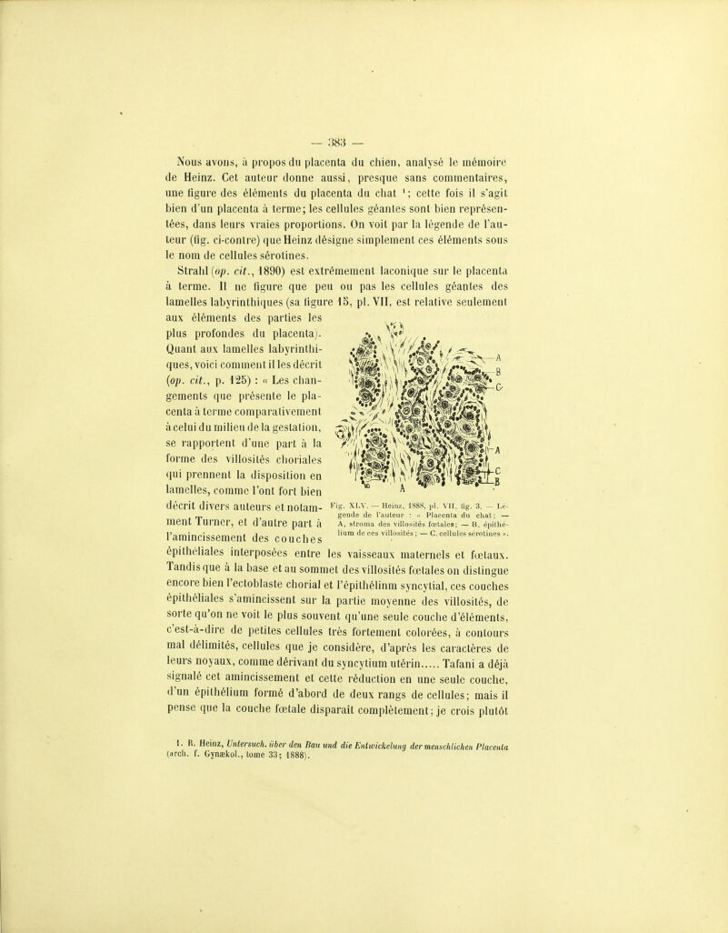 Nous avons, à propos du placenta du chien, analysé le mémoire de Heinz. Cet auteur donne aussi, presque sans commentaires, une figure des éléments du placenta du cliat celte fois il s'agit bien d'un placenta à terme; les cellules géantes sont bien représen- tées, dans leurs vraies proportions. On voit par la légende de l'au- teur (fig. ci-contre) que Heinz désigne simplement ces éléments sous le nom de cellules sérotines. Strahl(ojo. cit., 1890) est extrêmement laconique sur le placenta à terme. Il ne figure que peu ou pas les cellules géantes des lamelles labyrinthiques (sa tigure 15, pl. VJI, est relative seulement aux éléments des parties les décrit divers auteurs et notam- ^'s- ^'-^ • ~ ^^ss, pi. vu. ug. 3. - ui- ment Turner, et d'autre part à a, stroma des viiiosués fœtales; — b, épùhé- l'nrYiir>o;t^£.rvv>->^v^t A„„ 1 lium de oes viUosités ; — C, cellules sérotines ». 1 amincissement des couches épithéliales interposées entre les vaisseaux maternels et fœtaux. Tandis que à la base et au sommet des villosilés fœtales on distingue encore bien l'ectoblaste chorial et l'épitliélinm syncylial, ces couches épithéliales s'amincissent sur la partie moyenne des villosités, de sorte qu'on ne voit le plus souvent qu'une seule couche d'éléments, c'est-à-dire de petites cellules très fortement colorées, à contours mal délimités, cellules que je considère, d'après les caractères de leurs noyaux, comme dérivant du syncytium utérin Tafani a déjà signalé cet amincissement et celte réduction en une seule couche, d'un épithélium formé d'abord de deux rangs de cellules; mais il pense que la couche fœiale disparaît complètement; je crois plutôt plus profondes du placenta]. Quant aux lamelles labyrinthi- ques, voici comment il les décrit {op. cit., p. 125) : « Les chan- gements que présente le pla- cenla à terme comparativement à celui du miheu de la gestation, se rapportent d'une part à la forme des villosités choriales (jui prennent la disposition en lamelles, comme l'ont fort bien gende de l'auteur : Placenla du chat; — 1. R. Heinz, Untersuch. ûber den Baumd die Entwickelung der menschlichen Placenta (arci). f. Gynaekol., tome 33; 1888).