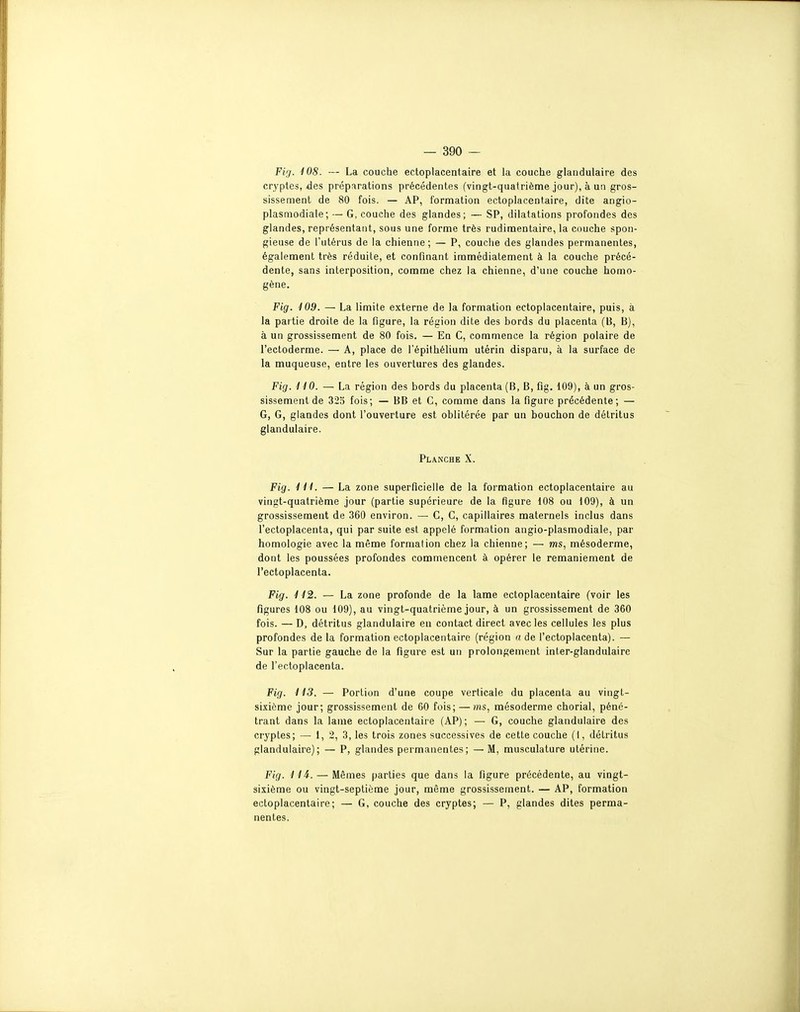 Fig. i08. — La couche ectoplacentaire et la couche glandulaire des cryptes, des préparations précédentes (vingt-quatrième jour), à un gros- sissement de 80 fois. — AP, formation ectoplacentaire, dite angio- plasmodiale; — G, couche des glandes; — SP, dilatations profondes des glandes, représentant, sous une forme très rudimentaire, la couche spon- gieuse de l'utérus de la chienne; — P, couche des glandes permanentes, également très réduite, et confinant immédiatement à la couche précé- dente, sans interposition, comme chez la chienne, d'une couche homo- gène. Fig. i09. — La limite externe de la formation ectoplacentaire, puis, à la partie droite de la figure, la région dite des hords du placenta (B, B), à un grossissement de 80 fois. — En C, commence la région polaire de l'ectoderme. — A, place de l'épithélium utérin disparu, à la surface de la muqueuse, entre les ouvertures des glandes. Fig. i iO. — La région des bords du placenta (B, B, fig. 109), à un gros- sissement de 325 fois; — BB et C, comme dans la figure précédente; — G, G, glandes dont l'ouverture est oblitérée par un bouchon de détritus glandulaire. Planche X. Fig. in. — La zone superficielle de la formation ectoplacentaire au vingt-quatrième jour (partie supérieure de la figure 108 ou 109), à un grossissement de 360 environ. — C, C, capillaires maternels inclus dans l'ectoplacenta, qui par suite est appelé formation angio-plasmodiale, par homologie avec la même formation chez la chienne; — ms, mésoderme, dont les poussées profondes commencent à, opérer le remaniement de l'ectoplacenta. Fig. 112. — La zone profonde de la lame ectoplacentaire (voir les figures 108 ou 109), au vingt-quatrième jour, à un grossissement de 360 fois. —D, détritus glandulaire en contact direct avec les cellules les plus profondes de la formation ectoplacentaire (région n de l'ectoplacenta). — Sur la partie gauche de la figure est un prolongement inter-glandulaire de l'ectoplacenta. Fig. H3. — Portion d'une coupe verticale du placenta au vingt- sixième jour; grossissement de 60 fois; — ms, mésoderme chorial, péné- trant dans la lame ectoplacentaii e (AP) ; — G, couche glandulaire des cryptes; — 1, 2, 3, les trois zones successives de cette couche (I, détritus glandulaire); — P, glandes permanentes; — M, musculature utérine. Fig. 11i. — Mêmes parties que dans la figure précédente, au vingt- sixième ou vingt-septième jour, même grossissement. — AP, formation ectoplacentaire; — G, couche des cryptes; — P, glandes dites perma- nentes.