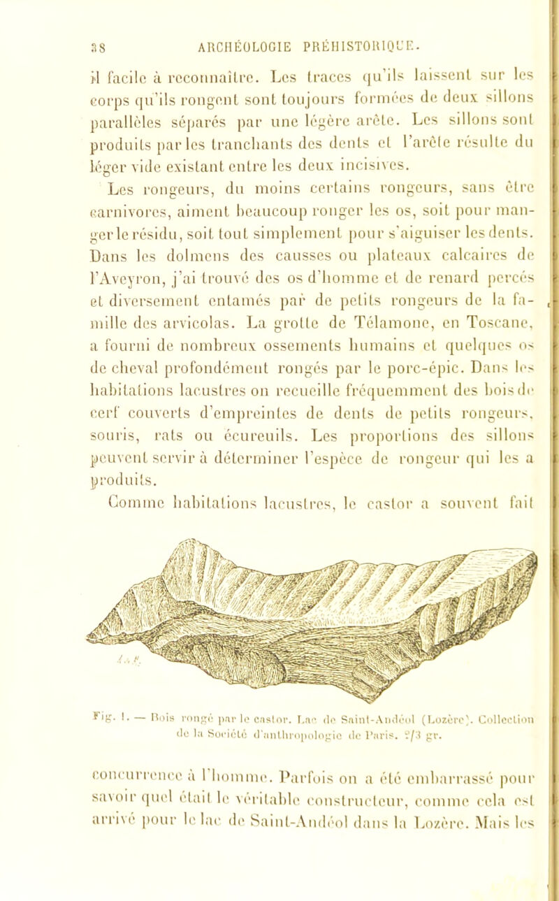 il facile à reconnaître. Los traces qu’ils laissent sur les corps qu’ils rongent sont toujours formées de deux sillons parallèles séparés par une légère arête. Les sillons sont produits parles tranchants des dents et Parêfe résulte du léger vide existant entre les deux incisives. Les rongeurs, du moins certains rongeurs, sans être carnivores, aiment beaucoup ronger les os, soit pour man- ger le résidu, soit tout simplement pour s’aiguiser les dents. Dans les dolmens des causses ou plateaux calcaires de l’Aveyron, j’ai trouvé des os d’homme et de renard percés et diversement entamés par de petits rongeurs de la fa- mille des arvicolas. La grotte de Télamone, en Toscane, a fourni de nombreux ossements humains et quelques os de cheval profondément rongés par le porc-épic. Dans les habitations lacustres on recueille fréquemment des boisde cerf couverts d’empreintes de dents de petits rongeurs, souris, rats ou écureuils. Les proportions des sillons peuvent servir à déterminer l’espèce de rongeur qui lésa produits. Gomme habitations lacustres, le castor a souvent fait L — Rois ronge jiar le castor. Car, de Snint-Andcol (Lozère). Collection de );i Société d'anthropologie de Paris. ?/3 gr. concurrence a I homme. Parfois on a été embarrassé pour savoir quel était le véritable constructeur, comme cela est arrivé pour le lac de Sainl-Audéol dans la Lozère. Mais les