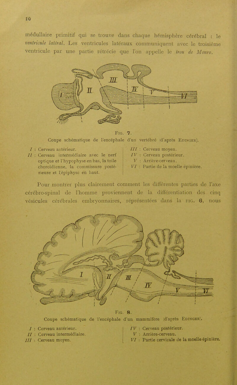 médullaire primitif qui se trouve dans chaque hémisphère cérébral : le veniriciile latéral. Les ventricules latéraux communiquent avec le troisième ventricule par une partie rétrécie que l'on appelle le iroti de Monro. FiG. 7. Coupe schématique de l'encéphale d'un vertébré (d'après Edinger). / : Cerveau antérieur. /// : Cerveau moyen. // : Cerveau intermédiaire avec le nerf IV : Cerveau postérieur, optique et l'hypophyse en bas, la toile V : Arrière-cerveau, choro'idienne, la commissure posté- VT : Partie de la moelle épinière. rieure et l'épiphyse en haut. Pour montrer plus clairement comment les différentes parties de l'axe cérébro-spinal de l'homme proviennent de la différentiation des cinq vésicules cérébrales embryonnaires, réprésentées dans la fig. 6, nous / // Fig. 8. Coupe schématique de l'encéphale d'un mammifère (d'après Edinger). Cerveau antérieur. Cerveau intermédiaire. Cerveau moyen. rv : Cerveau postérieur. V : Arrière-cerveau. VI : Partie cervicale de la moelle épinière.