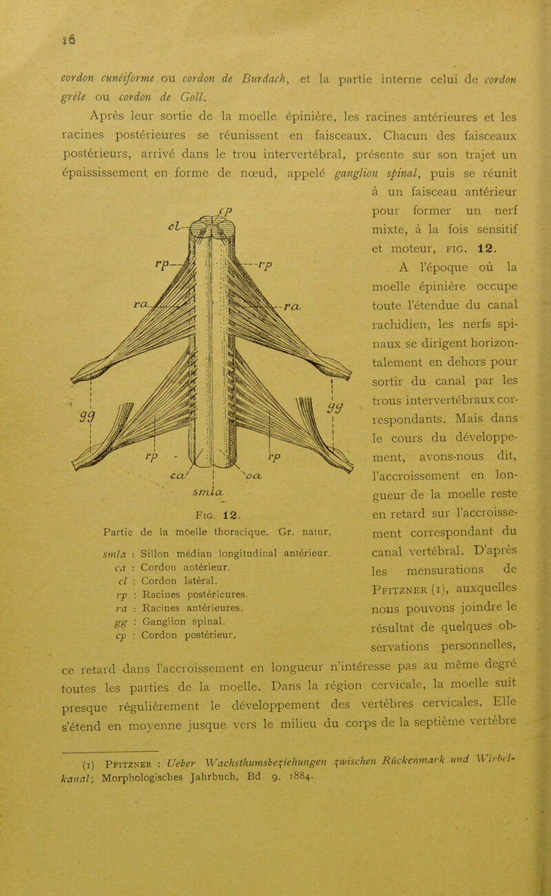 s6 cordon cunéiforme ou cordon de Burdach, et la partie interne celui de cordon grêle ou cordon de Coll. Après leur sortie de la moelle épiiiière, les racines antérieures et les racines postérieures se réunissent en faisceaux. Chacun des faisceaux postérieurs, arrivé dans le trou intervertébral, présente sur son trajet un épaississement en forme de nœud, appelé ganglion spinal, puis se réunit à un faisceau antérieur pour former un nerf mixte, à la fois sensitif et moteur, fig. 12. A l'époque où la moelle épinière occupe toute l'étendue du canal rachidien, les nerfs spi- naux se dirigent horizon- talement en dehors pour sortir du canal par les trous intervertébraux cor- respondants. Mais dans le cours du développe- ment, avons-nous dit, l'accroissement en lon- gueur de la moelle reste en retard sur l'accroisse- ment correspondant du canal vertébral. D'après les mensurations de Pfitzner (i), auxquelles nous pouvons joindre le résultat de quelques ob- servations personnelles, retard dans l'accroissement en longueur n'intéresse pas au même degré toutes les parties de la moelle. Dans la région cervicale, la moelle suit presque régulièrement le développement des vertèbres cervicales. Elle s'étend en moyenne jusque vers le milieu du corps de la septième vertèbre smlct Fig. 12. Partie de la moelle thoracique. Gr. nalur. smla ca cl rp ra gg cp Sillon médian longitudinal antérieur. Cordon antérieur. Cordon latéral. Racines postérieures. Racines antérieures. Ganglion spinal. Cordon postérieur. ce (i) Pfitzner : Ueber Wachsthiimsbe:{iehungen :{wischen Rûckenmark und