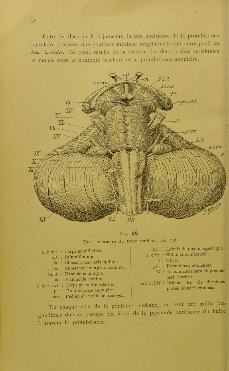4 28 Entre les deux nerfs trijumeaux, la face antérieure de la protubérance annulaire présente une gouttière médiane longitudinale qui correspond au tvonc basilaire. Ce tronc résulte de la réunion des deux artères vertébrales et monte entre la gouttière basilaire et la protubérance annulaire. FiG. 22. Face antérieure du tronc cérébral. Gr. nat c. mam. inf. ch. s. int. band. pc c. gen. ext. pr. Corps mamillaires. Infundibulum. Chiasma des nerfs optiques. Substance interpédonculaire. Bandelette optique. Pédoncule cérébral. : Corps genouillé externe. Protubérance annulaire. lob. : Lobule du pneumo gastrique, s. cire. : Sillon circonférenciel. 0 : Olive. ;;)'•. : Pyramides antérieures. CI : Racine antérieure du premier nerf cervical. /// à XII : Origine des dix dernières paires de nerfs crâniens. pcm : Pédoncule cérébelleux moyen. De chaque côté de la gouttière médiane, on voit une saillie lon- gitudinale due au passage des fibres de la pyramide antérieure du bulbe à travers la protubérance.