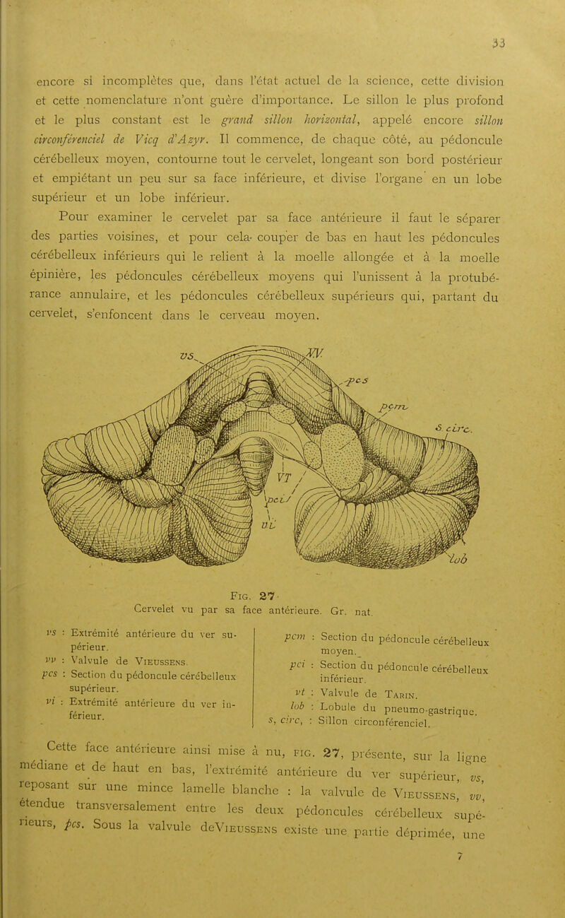 encore si incomplètes que, dans l'état actuel de la science, cette division et cette nomenclature n'ont guère d'importance. Le sillon le plus profond et le plus constant est le grand sillon horizontal, appelé encore sillon circonférenciel de Vicq d'Azyr. Il commence, de chaque côté, au pédoncule cérébelleux moyen, contourne tout le cervelet, longeant son bord postéiieur et empiétant un peu sur sa face inférieure, et divise l'organe en un lobe supérieur et un lobe inférieur. Pour examiner le cervelet par sa face antérieure il faut le séparer des parties voisines, et pour cela- couper de bas en haut les pédoncules cérébelleux inférieurs qui le relient à la moelle allongée et à la moelle épinière, les pédoncules cérébelleux moyens qui l'unissent à la protubé- rance annulaire, et les pédoncules cérébelleux supérieurs qui, partant du cervelet, s'enfoncent dans le cerveau mo5^en. U'C-, FiG. 27 Cervelet vu par sa face antérieure. Gr. nat. vs : Extrémité antérieure du ver su- périeur. vv : Valvule de Vieussens. pcs : Section du pédoncule cérébelleux supérieur. vi : Extrémité antérieure du ver in- férieur. pcm pci vt lob s, cire, Section du pédoncule cérébelleux moyen. Section du pédoncule cérébelleux inférieur. Valvule de Tarin. Lobule du pneumo-gastrique. Sillon circonférenciel. Cette face antérieure ainsi mise à nu, fig. 27, présente, sur la lione médiane et de haut en bas, l'extrémité antérieure du ver supérieur \s reposant sur une mince lamelle blanche : la valvule de Vieussens' étendue transversalement entre les deux pédoncules cérébelleux supé- neurs, pcs. Sous la valvule deViEussENS existe une partie déprimée, une