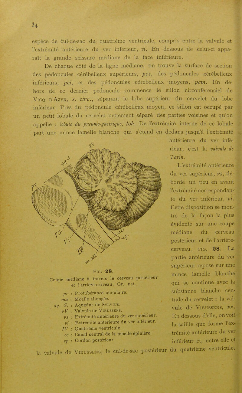 espèce de tul-de-sac du quatrième ventricule, compris entre la valvule et l'extrémité antérieure du ver inférieur, vi. En dessous de celuirci appa- raît la grande scissure médiane de la face inférieure. De chaque côté de la ligne médiane, on trouve la surface de section des pédoncules céi-ébelleux supérieurs, pcs, des pédoncules cérébelleux inférieurs, pci, et des pédoncules cérébelleux moyens, pcm. En de- hors de ce dernier pédoncule commence le sillon circonférenciel de VicQ d'Azyr, s. cire, séparant le lobe supérieur du cervelet du lobe inférieur. Près du pédoncule cérébelleux moyen, ce sillon est occupé par un petit lobule du cervelet nettement séparé des parties voisines et qu'on appelle : lobule du pneuyno-gastriqne, lob. De l'extrémité interne de ce lobule part une mince lamelle blanche qui s'étend en dedans jusqu'à l'extrémité antérieure du ver infé- rieur, c'est la valvule de Tarin. la valvule de Vieussens, le cul-de-sac postérieur FiG. 28. Coupe médiane à travers le cerveau postérieur aq. S. : Aqueduc de Sylvius. vV : Valvule de Vieussens. vs : Extrémité antérieure du ver supérieur. VI : Extrémité antérieure du ver inférieur. IV : Quatrième ventricule. ce : Canal central de la moelle épinière. cp : Cordon postérieur. pr : Protubérance annulaire. ma : Moelle allongée. et l'arrière-cerveau. Gr. nat. L'extrémité antérieure du ver supérieur, vs, dé- borde un peu en avant l'extrémité correspondan- te du ver inférieur, vi. Cette disposition se mon- tre de la façon la plus évidente sur une coupe médiane du cerveau postérieur et de l'arrière- cerveau, FIG. 28. La partie antérieure du ver supérieur repose sur une mince lamelle blanche qui se continue avec la substance blanche cen- trale du cervelet : la val- vule de Vieussens, vv. En dessous d'elle, on voit la saillie que forme l'ex- trémité antérieure du ver inférieur et, entre elle et du quatrième ventricule.