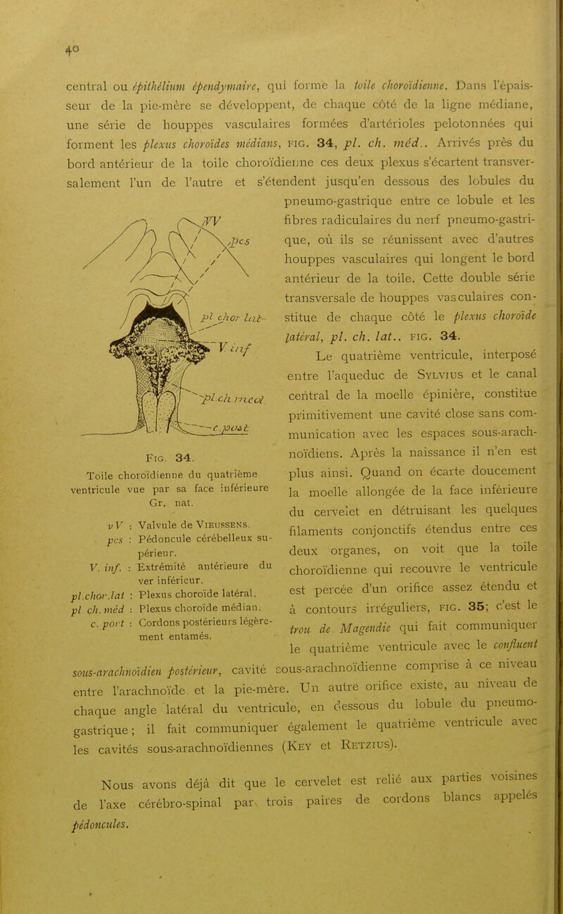 4° central ou épithélimn épendymaire, qui forme la toile choroïdienne. Dans l'épais- seur de la pie-mère se développent, do chaque côté de la ligne médiane, une série de houppes vasculaires formées d'artérioles pelotonnées qui forment les plexus choroïdes médians, fig. 34, pl. ch. méd.. Arrivés près du bord antérieur de la toile choroïdienne ces deux plexus s'écartent transver- salement l'un de l'autre et s'étendent jusqu'en dessous des lobules du pneumo-gastrique entre ce lobule et les fibres radiculaires du nerf pneumo-gastri- que, où ils se réunissent avec d'autres houppes vasculaires qui longent le bord antérieur de la toile. Cette double série transversale de houppes vasculaires con- stitue de chaque côté le plexus choroïde latéral, pl. ch. lat.. fig, 34. Le quatrième ventricule, interposé entre l'aqueduc de Sylvius et le canal central de la moelle épinière, constitue primitivement une cavité close sans com- munication avec les espaces sous-arach- noïdiens. Après la naissance il n'en est plus ainsi. Quand on écarte doucement la moelle allongée de la face inférieure du cervelet en détruisant les quelques filaments conjonctifs étendus entre ces deux organes, on voit que la toile choroïdienne qui recouvre le ventricule est percée d'un orifice assez étendu et à contours irréguliers, fig, 35; c'est le trou de Magendie qui fait communiquer le quatrième ventricule avec le confluent sous-arachnoïdien postérieur, cavité sous-arachnoïdienne comprise à ce niveau entre l'arachnoïde et la pie-mère. Un autre orifice existe, au niveau de chaque angle latéral du ventricule, en dessous du lobule du pneumo- gastrique ; il fait communiquer également le quatrième ventricule avec les cavités sous-arachnoïdiennes (Key et Retzius), Nous avons déjà dit que le cervelet est relié aux parties voisines de l'axe cérébro-spinal par trois paires de cordons blancs appelés pédoncules. Fig. 34. Toile choroïdienne du quatrième ventricule vue par sa face inférieure Gr. nat. vV pas V. in/. Valvule de Vieussens. Pédoncule cérébelleux su- périeur. Extrémité antérieure du ver inférieur. pl.chov.lai : Plexus choroïde latéral. pl cil. méd : Plexus choroïde médian. c. port : Cordons postérieurs légère- ment entamés.