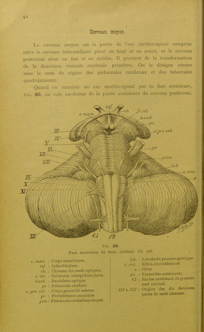 Cerveau moyen. Le cerveau moyen est la partie de l'axe cérébro-spinal comprise entre le cerveau intermédiaire placé en haut et en avant, et le cerveau postérieur situé en bas et en arrière. Il provient de la transformation de la deuxième vésicule cérébrale primitive. On' le désigne encore sous le nom de région des pédoncules cérébraux et des tubercules quadrijtimeaux. Quand on examine un axe cérébro-spinal par. sa face antérieure, .FiG. 36, on voit, au-dessus de la partie antérieure du cerveau postérieur. FiG. 36. Face antérieure du tronc cérébral. Gr. nat. c. mam. : Corps mamillaires. inf. : Infundibulum. ch. : Chiasma des nerfs optiques. s. i)it. : Substance interpédonculaire. baiid. : Bandelette optique. pc : Pédoncule cérébral. c.gen.ext : Corps genouillé externe. pr. : Protubérance annulaire. pcm : Pédoncule cérébelleux moyen. lob. : Lobule du pneumo gastrique s. cire. : Sillon circonférenciel. 0 : Olive. py^. : Pyramides antérieures. CI : Racine antérieure du premier nerf cervical. /// à Xlf : Origine des dix dernières paires de nerfs crâniens.