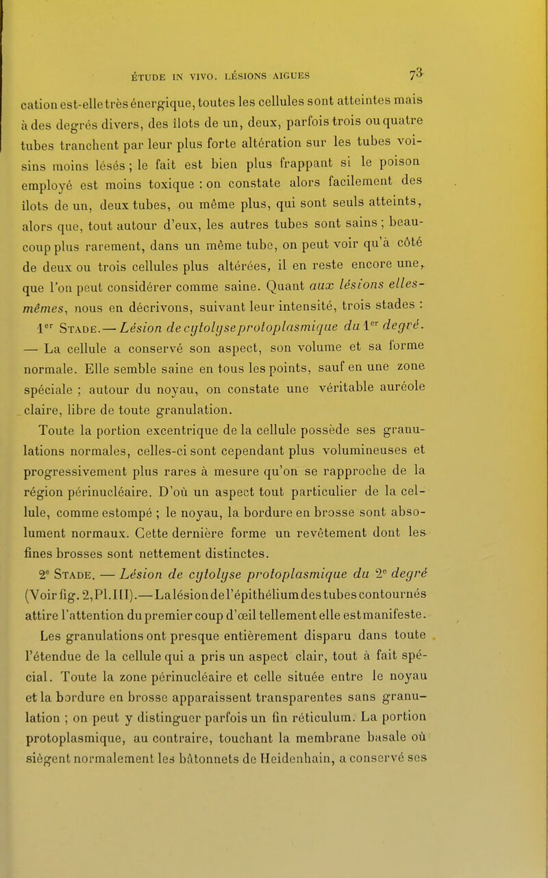 cation est-elletrès énergique, toutes les cellules sont atteintes mais à des degrés divers, des îlots de un, deux, parfois trois ou quatre tubes tranchent par leur plus forte altération sur les tubes voi- sins moins lésés ; le fait est bien plus frappant si le poison employé est moins toxique : on constate alors facilement des ilôts de un, deux tubes, ou même plus, qui sont seuls atteints, alors que, tout autour d'eux, les autres tubes sont sains; beau- coup plus rarement, dans un même tube, on peut voir qu'à côté de deux ou trois cellules plus altérées, il en reste encore une,, que l'on peut considérer comme saine. Quant aux lésions elles- mêmes, nous en décrivons, suivant leur intensité, trois stades : 1er Stade.— Lésion de cytoly se protoplasmique du degré. — La cellule a conservé son aspect, son volume et sa lorme normale. Elle semble saine en tous les points, sauf en une zone spéciale ; autour du noyau, on constate une véritable auréole claire, libre de toute granulation. Toute la portion excentrique de la cellule possède ses granu- lations normales, celles-ci sont cependant plus volumineuses et progressivement plus rares à mesure qu'on se rapproche de la région périnucléaire. D'où un aspect tout particulier de la cel- lule, comme estompé ; le noyau, la bordure en brosse sont abso- lument normaux. Cette dernière forme un revêtement dont les fines brosses sont nettement distinctes. 2e Stade. — Lésion de cytolyse protoplasmique du 2e degré (Yoirfig. 2,Pl.III).—Lalésiondel'épithéliumdes tubes contournés attire l'attention du premier coup d'œil tellement elle est manifeste. Les granulations ont presque entièrement disparu dans toute l'étendue de la cellule qui a pris un aspect clair, tout à fait spé- cial. Toute la zone périnucléaire et celle située entre le noyau et la bordure en brosse apparaissent transparentes sans granu- lation ; on peut y distinguer parfois un fin réticulum. La portion protoplasmique, au contraire, touchant la membrane basale où siègent normalement les bâtonnets de Heidenhain, a conservé ses