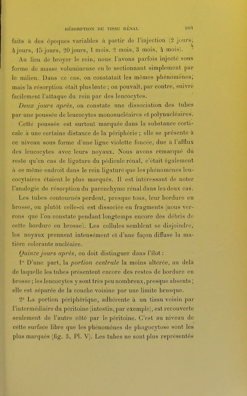 faits à des époques variables à partir de l'injection (2 joursj h jours, 15 jours, 20 jours, 1 mois, 2 mois, 3 mois, h mois). Au lieu de broyer le rein, nous l'avons parfois injecté sous forme de masse volumineuse en le sectionnant simplement par le milieu. Dans ce cas, on constatait les mêmes phénomènes^ mais la résorption était plus lente ; on pouvait, par contre, suivre facilement l'attaque du rein par des leucocytes. Deux jours après, on constate une dissociation des tubes par une poussée de leucocytes mononucléaires et polynucléaires. Cette poussée est surtout marquée dans la substance corti- cale à une certaine distance de la périphérie ; elle se présente à ce niveau sous forme d'une ligne violette foncée, due à l'afflux des leucocytes avec leurs noyaux. Nous avons remarqué du reste qu'en cas de ligature du pédicule rénal, c'était également à ce même endroit dans le rein ligaturé que les phénomènes leu- cocytaires étaient le plus marqués. Il est intéressant de noter l'analogie de résorption du parenchyme rénal dans les deux cas. Les tubes contournés perdent, presque tous, leur bordure en brosse, ou plutôt celle-ci est dissociée en fragments (nous ver- rons que l'on constate pendant longtemps encore des débris de cette bordure en brosse). Les cellules semblent se disjoindre, les noyaux prennent intensément et d'une façon diffuse la ma- tière colorante nucléaire. Quinze jours après, on doit distinguer dans l'ilot : 1° D'une part, la portion centrale la moins altérée, au delà de laquelle les tubes présentent encore des restes de bordure en brosse ; les leucocytes y sont très peu nombreux, presque absents ; elle est séparée de la couche voisine par une limite brusque. 2° La portion périphérique, adhérente à un tissu voisin par l'intermédiaire du péritoine (intestin,par exemple), est recouverte seulement de l'autre côté par le péritoine. C'est au niveau de cette surface libre que les phénomènes de phagocytose sont les plus marqués (fig. 3, Pl. Y). Les tubes ne sont plus représentés