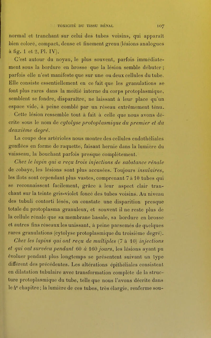 normal et tranchant sur celui des tubes voisins, qui apparaît bien coloré, compact, dense et finement grenu (lésions analogues àfig. 1 et 2, Pl. IV). C'est autour du noyau, le plus souvent, parfois immédiate- ment sous la bordure en brosse que la lésion semble débuter ; parfois elle n'est manifeste que sur une ou deux cellules du tube. Elle consiste essentiellement en ce fait que les granulations se font plus rares dans la moitié interne du corps protoplasmique, semblent se fondre, disparaître, ne laissant à leur place qu'un espace vide, à peine comblé par un réseau extrêmement ténu. Cette lésion ressemble tout à fait à celle que nous avons dé- crite sous le nom de cytolyse protoplasmique du premier et du deuxième deyré. La coupe des artérioles nous montre des cellules endothéliales gonflées en forme de raquette, faisant hernie dans la lumière du vaisseau, la bouchant parfois presque complètement. Chez le lapin qui a reçu trois injections de substance rénale de cobaye, les lésions sont plus accusées. Toujours insulairesr les ilôts sont cependant plus vastes, comprenant 7 à 10 tubes qui se reconnaissent facilement, grâce à leur aspect clair tran- chant sur la teinte gris-violet foncé des tubes voisins. Au niveau des tubuli contorti lésés, on constate une disparition presque totale du protoplasma granuleux, et souvent il ne reste plus de la cellule rénale que sa membrane basale, sa bordure en brosse et autres fins réseaux les unissant, à peine parsemés de quelques rares granulations (cytolyse protoplasmique du troisième degré). Chez les lapins qui ont reçu de multiples (7 à 10) injections et qui ont survécu pendant 60 à 160 jours, les lésions ayant pu évoluer pendant plus longtemps se présentent suivant un type différent des précédentes. Les altérations épithéliales consistent en dilatation tubulaire avec transformation complète de la struc- ture protoplasmique du tube, telle que nous l'avons décrite dans le 'ie chapitre ; la lumière de ces tubes, très élargie, renferme sou-