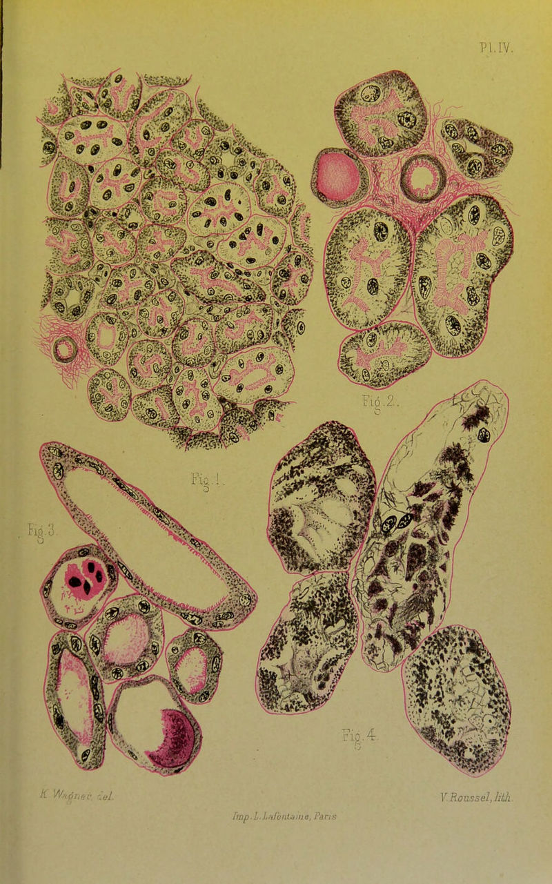 Pl.IV. [rnp.l.LniÔJAaine, Paris