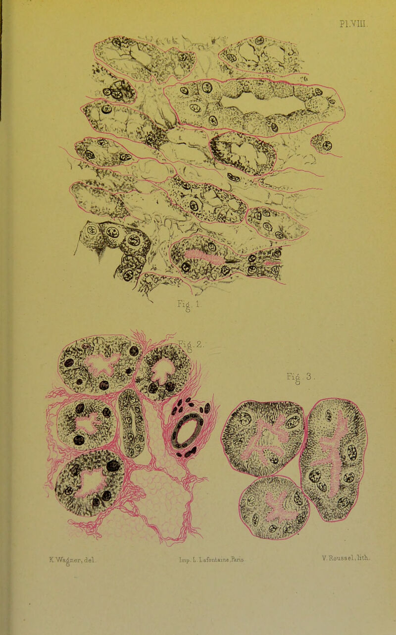 Pl.Vlil. K Wadner, del. Imp. L LaFonlame.Pans V.RoMSsel.litK.