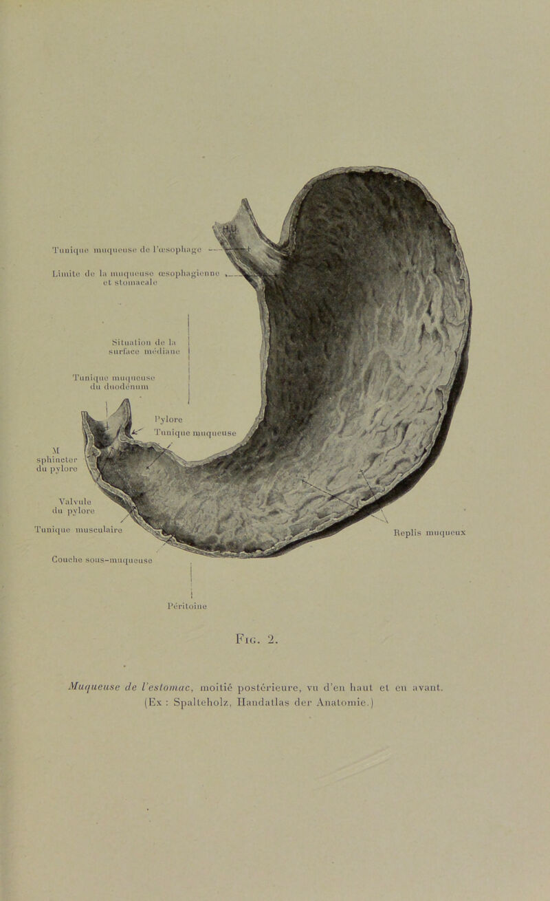 À Replis muqueux Tunique muqiuMise de rœsopliuijfe Liinile de la mu({ueuso (usupliagionno et slmnaeale Siliialum do la l surfaco médiane i Tuiiii{ue mm|ucuse du duodénum M spiiiiicler du pylore Couclio süus-muqueusc 1 I i Val vide du pylore Tunique musculaire Péritoine Fu:. 2. Mutjueuse de Veslomac, moitié postéi'ieure, vu d’en liaiil et eu avant. (Ex: Spalteliolz, Ilandallas dci‘ Anatomie.)