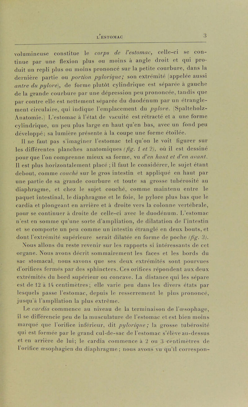 3 volumineuse constitue le corps de l estonicic, celle-ci se con- tinue par une flexion plus ou moins à angle droit et qui pro- duit un repli plus ou moins prononcé sur la petite courbure, dans la dernière partie ou portion pijlorique; son extrémité (appelée aussi antre dit pylore), de forme plutôt cylindrique est séparée à gauche de la grande courbure par une dépression peu prononcée, tandis que par contre elle est nettement séparée du duodénum par un étrangle- ment circulaire, qui indique remplacement du pylore. (Spalteholz- Anatomie.) L’estomac à l’état de vacuité est rétracté et a une forme cylindrique, un peu plus large en haut qu’en bas, avec un fond peu développé; sa lumière présente à la coupe une forme étoilée. 11 ne faut pas s’imaginer l’estomac tel qu’on le voit figurer sur les différentes planches anatomiques (pg. 1 et ?j, oii il est dessiné pour que l’on comprenne mieux sa forme, vu d’en liant et d’en avant. 11 est plus horizontalement placé ; il faut le considérer, le sujet étant debout, comme couché sur le gros intestin et appliqué en haut par une partie de sa grande courbure et toute sa grosse tubérosité au diaphragme, et chez le sujet couché, comme maintenu entre le paquet intestinal, le diaphragme et le foie, le pylore plus bas que le cardia et plongeant en arrière et à droite vers la colonne vertébrale, pour se continuer à droite de celle-ci avec le duodénum. L’estomac n’est en somme qu’une sorte d’ampliation, de dilatation de l’intestin et se comporte un peu comme un intestin étranglé en deux bouts, et dont l’extrémité supérieure serait dilatée en forme de poche ipg. 3). Nous allons du reste revenir sur les rapports si intéressants de cet organe. Nous avons décrit sommairement les faces et les bords du sac stomacal; nous savons que ses deux extrémités sont pourvues d’orifices fermés par des sphincters. Ces orifices répondent aux deux extrémités du bord supérieur ou concave. La distance qui les sépare est de 12 à 14 centimètres; elle varie peu dans les divers états par lesquels passe l’estomac, depuis le resserrement le plus prononcé, jusqu'à l’ampliation la plus extrême. Le cardia commence au niveau de la terminaison de l’œsophage, il se différencie peu de la musculature de l’estomac et est bien moins marqué que l’orifice inférieur, dit pylorique ; la grosse tubérosité qui est formée par le grand cul-de-sac de l'estomac s’élève au-dessus et en arrière de lui; le cardia commence à 2 ou .3 centimètres de
