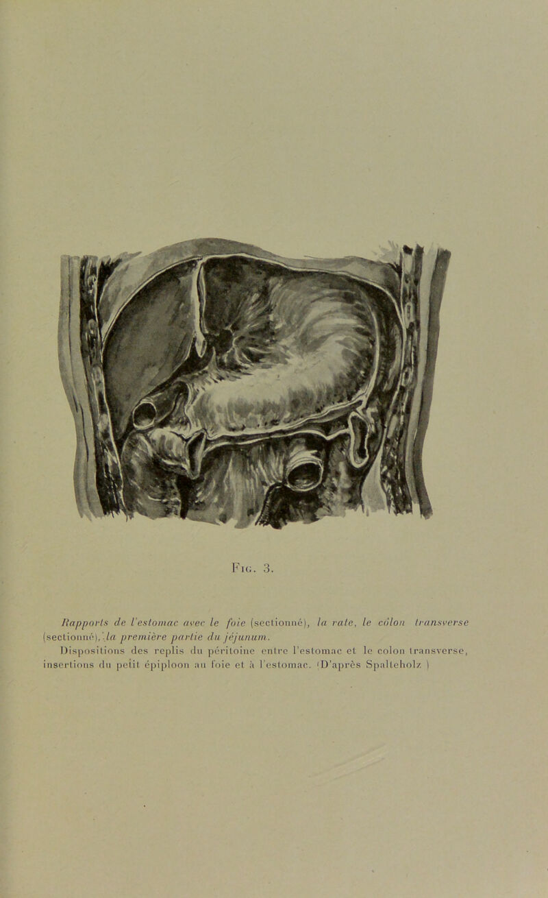 liapporls de l'cslomac avec le foie (seclionné), la raie, le côlon Iransverse (secliomiél.’/rt première partie du jéjunum. I)is|)osil.ioiis des replis du périloiiie enire l’estomac et le colon Iransverse, inserlious du peiil épiploon au foie et à l’estomac. ^D’après Sjialteholz )