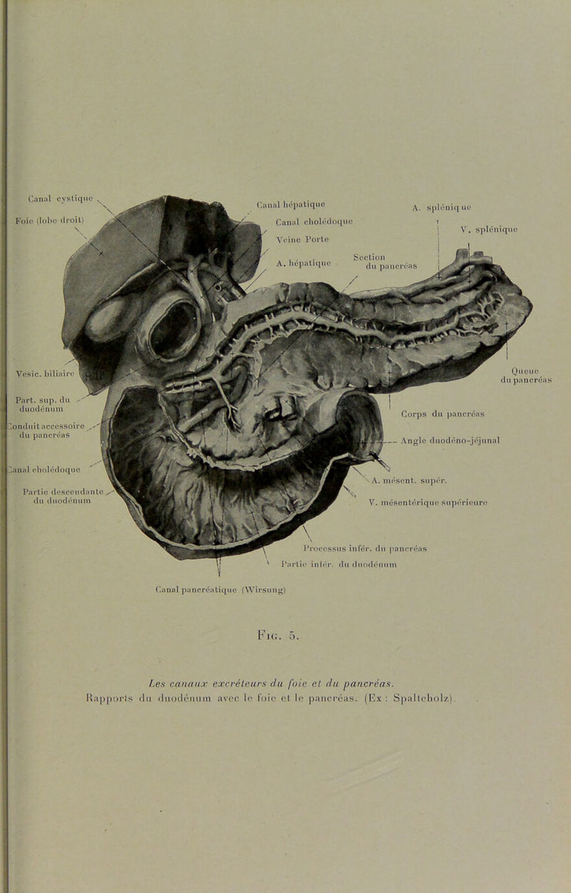 Canal cyslique , r Foie (lohe droit) \ y Vesic. biliaire Part. sup. du duodénum ''.onduitaccessoire ^ du pancréas ‘l^nnal cholédoque 1 Partie descendante du duodénum (‘.anal hépatique Canal cholédociuc Veine Porte A. spléniq ue V. splénique Queue du pancréas Corps du i>aiicréas Angle diiodéno-jéjunal A. mésent. supér. V. mésentérique supérieure Processus infér. du pancréas ' Partie inlér. du duodénum (‘anal pancréatique (Wirsimg) Fk;. 5. /.es canaux excréteurs du foie et du pancréas. Uappoi'ls (lu (Itiodijiiiim avec le l'oie el le pancréas. (Ex: Spallcliolz).