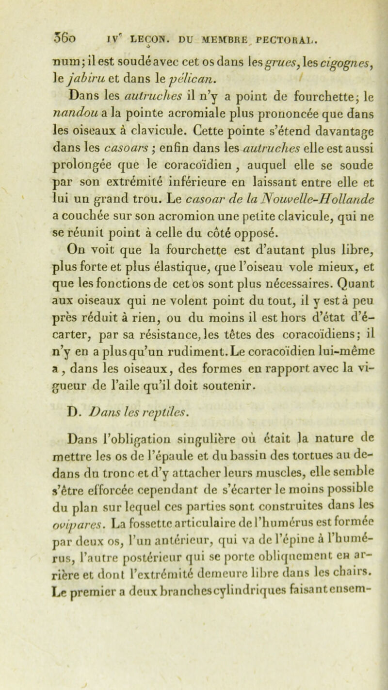 6 - numjilest soudeavec cet os dans \esgrues, \escigognes, le jabiru et dans le pelican. Dans les auiruches il n’y a point de fourchette; le nandou a la pointe acromiale plus prononcee que dans les oiseaux a clavicule. Cette pointe s’etend davantage dans les casoars ; enfin dans les auiruches elle est aussi prolongee que le coracoidien , auquel elle se soude par son extremite inferieure en laissant entre elle et lui un grand trou. Le casoar de la Nouvelle-Hollande a couchee sur son acromion une petite clavicule, qui ne se reunil point a celle du cot6 oppose. On voit que la fourchette est d’autant plus libre, plus forte et plus elastique, que l’oiseau vole mieux, et que les fonctions de cet os sontplus n^cessaires. Quant aux oiseaux qui ne volent point du tout, il y est a peu pres reduit a rien, ou du moins il est hors d’etat d’6- carter, par sa resistance, les tetes des coracoidiens; il n’y en a plusqu’un rudiment. Le coracoidien lui-meme a , dans les oiseaux, des formes en rapport avec la vi- gueur de l’aile qu’il doit soutenir. D. Dans les reptiles. Dans l’obligation singuliere ou etait la nature de mettre les os de l’epaule et du bassin des tortues au de- dans du tronc etd’y attacher leurs muscles, elle sembie s’^tre efforcee cependant de s’ecarter le moins possible du plan sur lequel ces parties sont construites dans les ovipares. La fossettc articulairc de I’humerus est form^e par deux os, l’un antericur, qui va de l’epinc a l’hum6- rus, l’autre post^ricur qui se portc obliqnement ch ar- riere et dont I’extr6mit6 demeure libre dans les chairs. Le premier a dcuxbranchescylindriques faisantensem-