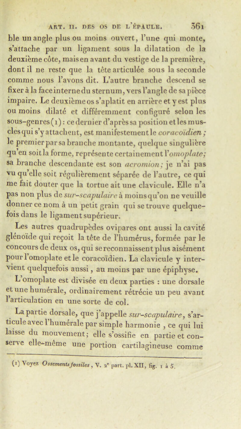 ble un angle plus ou moins ouvert, Tune qui monte, s’attache par un ligament sous la dilatation de la deuxieme cote, maisen avant du vestige de la premiere, dont il ne reste que la tete articul^e sous la seconde comrae nous l’avons dit. L’autre branche descend se fixer a la faceinternedu sternum, vers Tangle de sa piece impaire. Le deuxiemeos s’aplatit en arriereetyest plus ou moins dilate et differemment configure selon les sous-genres (1): ce dernier d’a pres sa position et les m us- clesqui s’y attachent, est manifestementle coracoidien; le premierparsa branche montante, quelque singuliere qu en soitla forme, reprdsentecertainement Yornoplate; sa branche desccndante est son acromion; je n’ai pas vu qu’clle soit regulierement separee de Tautre, ce qui me fait douter que la tortue ait line clavicule. Elle n’a pas non plus de sur-scapulaire a moins qu’on ne veuille donner ce nom a un petit grain qui se trouve quelque- fois dans le ligament superieur. Les autres quadrupedes ovipares ont aussi la cavite glenoide qui re^oit la t^te de Thumerus, form^e par le concoursde deux os, qui sereconnaissentplus aisement pourl omoplate etle coracoidien. La clavicule y inter- vient quelquefois aussi, au moins par une epiphyse. L omoplate est divisee en deux parties : une dorsale et une humerale, ordinairement retrecie un peu avant Tarticulation en une sorte de col. Lapartie dorsale, que j’appelle sur-scapulaire, s’ar- ticuleavecl humerale par simple harmonie , ce qui lui laisse du mouvement; elle s’ossifie en partie et con- serve elle-meme une portion cartilagineuse comrae (i) Voyez OssemenUfossiles , V. a' part. pi. XII, fig. , a 5.