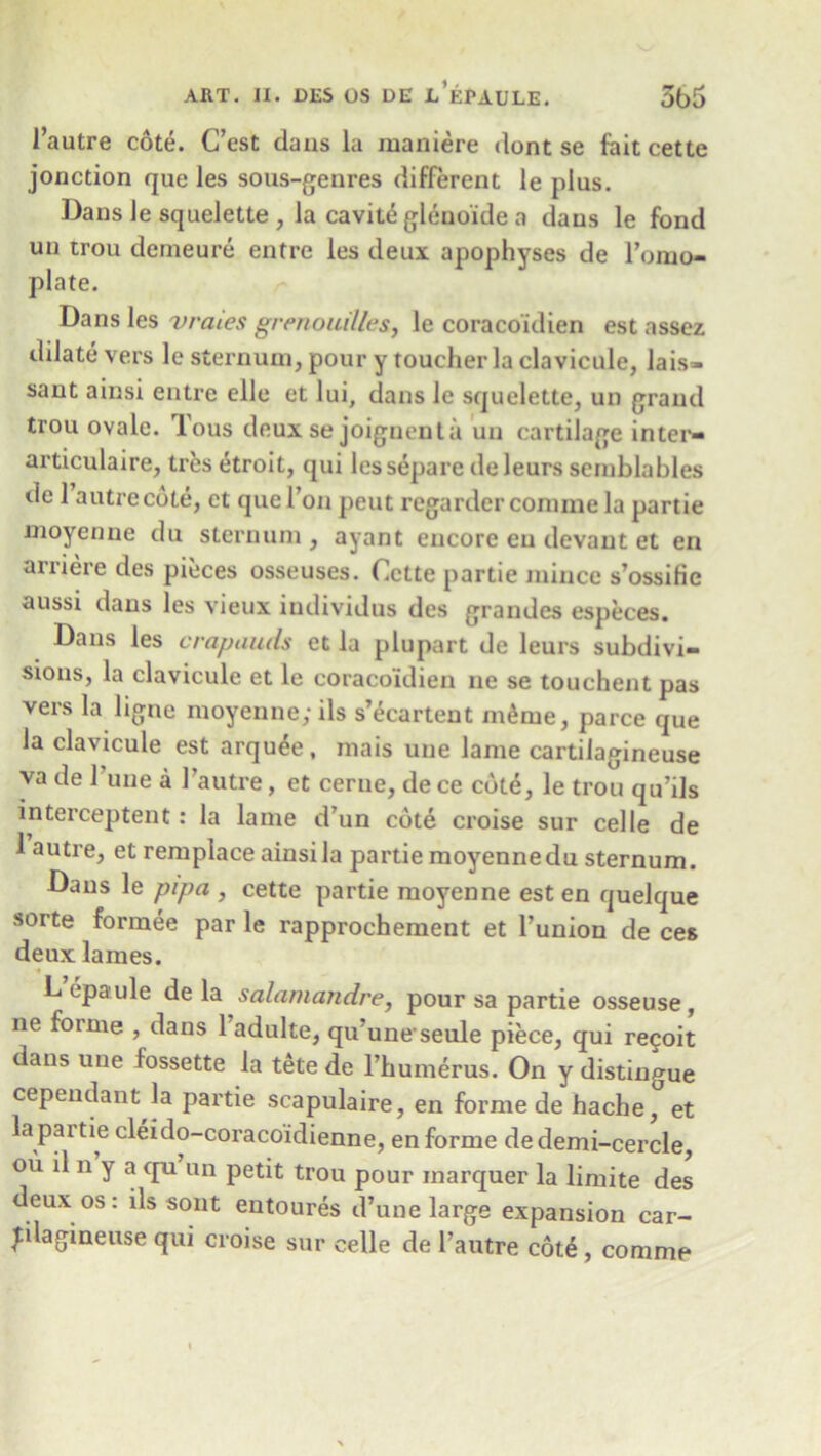 1’autre cote. C’est dans la maniere dont se fait cette jonction que les sous-genres different le plus. Dans le squelette , la cavitd glenoide a dans le fond un trou demeure entre les deux apophyses de l’omo- plate. Dans les vraies grenouilles, le coracoidien est asscz dilate vers le sternum, pour y toucher la clavicule, lais- sant ainsi entre elle et lui, dans le squelette, un grand trou ovale. Tous deux se joignenta un cartilage inter- articulaire, trks etroit, qui lessepare deleurs semblables de 1 autrecote, ct que Ton pent regardcr coniine la partie moyenne du sternum , ayant encore eu devant et en arriere des pieces osseuses. Cette partie mince s’ossifie aussi dans les vieux individus des grandes especes. Dans les crapauds et la plupart de leurs subdivi- sions, la clavicule et le coracoidien ne se touchent pas vers la ligne moyenne; ils s’ecartent mdme, parce que la clavicule est arqu^e, mais une lame cartilagineuse va de Tune a 1’autre, et cerne, de ce cotd, le trou qu’ils intercepted: la lame d’un cote croise sur celle de 1 autre, et remplace ainsi la partie moyenne du sternum. Dans le pipa , cette partie moyenne est en quelque sorte formee par le rapprochement et bunion de ces deux lames. C epaule de la salamandre, pour sa partie osseuse , ne foime , dans 1 adulte, qu une'seule piece, qui re9oit dans une fossette la tete de l’humerus. On y distingue cepeudant la partie scapulaire, en forme de hache, et la partie cleido-coracoidienne, en forme dedemi-cercle, ou il n y a qu un petit trou pour marquer la limite des deux os: ils sout entoures d’une large expansion car- plagineuse qui croise sur celle de 1’autre cote , comme