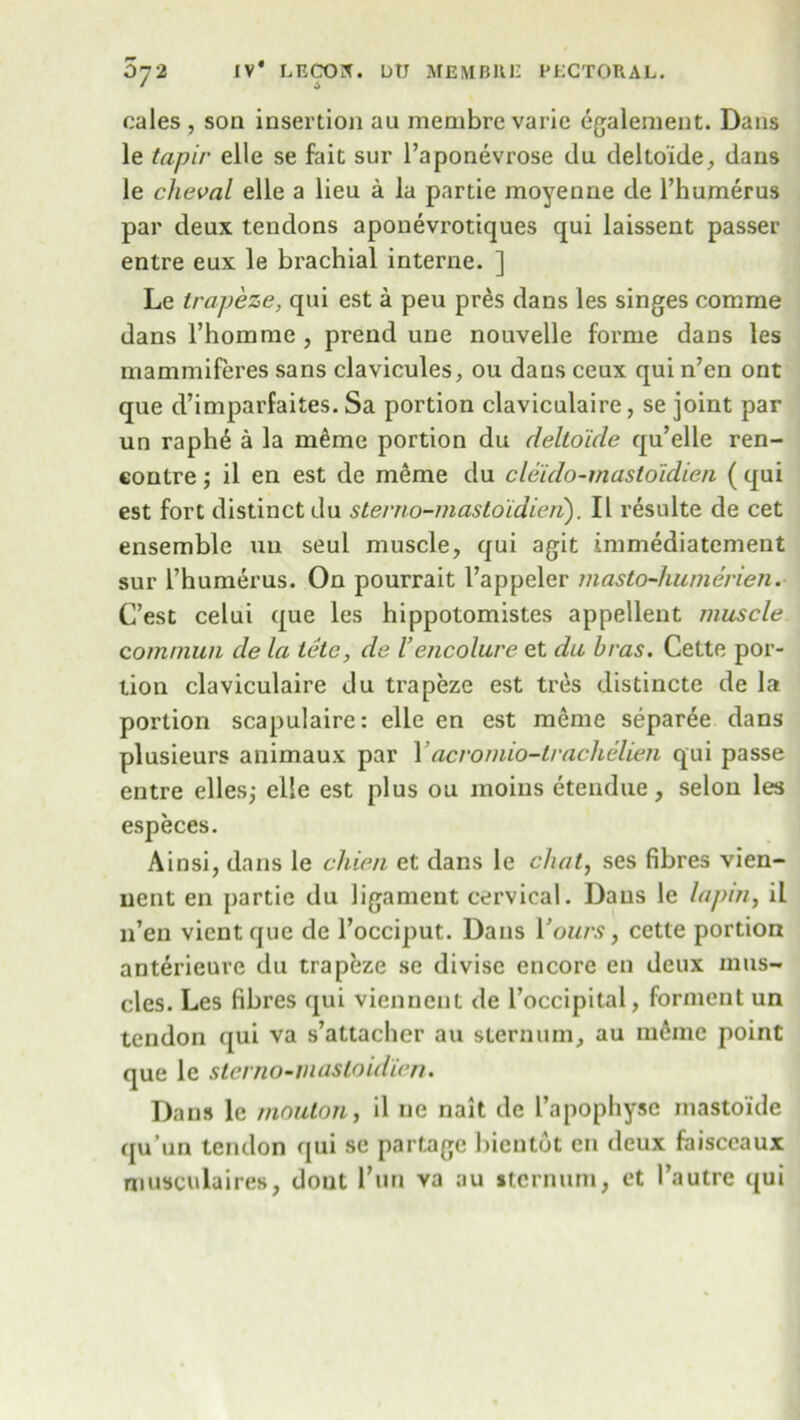 cales , son insertion au membre varie egalement. Dans le tapir elle se fait sur Paponevrose du delto’ide, dans le cheval elle a lieu a la partie moyenne de Phumerus par deux tendons aponevrotiques qui laissent passer entre eux le brachial interne. ] Le trapeze, qui est a peu pr&s dans les singes comrae dans Phomrae , prend une nouvelle forme dans les mammiferes sans clavicules, ou dans ceux qui n’en ont que d’imparfaites. Sa portion claviculaire, se joint par un raph6 a la meme portion du deltoide qu’elle ren- contre ; il en est de meme du cleido-mastoidien ( qui est fort distinct du sterno-masloidien). II resulte de cet ensemble un seul muscle, qui agit immediatement sur Phumerus. On pourrait Pappeler masto-humerien. C’est celui que les hippotomistes appellent muscle commun de la tetc, de Vencolure et du bras. Cette por- tion claviculaire du trapeze est tres distincte de la portion scapulaire: elle en est meme separee dans plusieurs animaux par Pacromio-traclielien qui passe entre elles; elle est plus ou moins etendue, selon les especes. Ainsi, dans le chien et dans le chat, ses fibres vien- uent en partie du ligament cervical. Dans le lapin, il n’en vientque de Pocciput. Dans Pours, cette portion anterieure du trapeze se divisc encore en deux mus- cles. Les fibres qui viennent de Poccipital, forment un tendon qui va s’attacher au sternum, au m6mc point que lc sterno-masloidien. Dans le moulon, il nc nait de Papophysc mastoide quun tendon qui se partage bientot en deux faisccaux musculaires, dont Pun va au sternum, et l’autre qui
