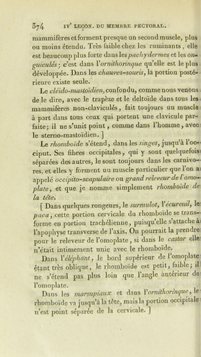 mammiferesetforment presque un second muscle, plus ou moins etendu. Tres I'aiblechez les ruminants, elle est beaucoup plus forte dans les pachydermes et les on- filicides-, c’est dans V ornithorinque qu’elle est leplus developpee. Dans les chauves-souris, la portion poste- rieure existe seule. Le cleido-maslo'idien, confondu, commenous venons: de le dire, avec le trapeze et le delto'ide dans tous les mammiferes non-clavicules, fait toujours un muscle a part dans tous ceux qui portent une clavicule par- faite; il ne s’unit point, comme dans 1’homme, avec le sterno-mastoidien. ] Le rhomboide s’etend, dans les singes, jusqu’a l’oc- ciput. Ses fibres occipitales, qui y sont quelquefois separees desautres, lesont toujours dans les carnivo- res, et elles y forment uu muscle particulier que l’on ai appele occipito-scapulaire ou grand releveur de l onto- plate, et que je nomme simplement rhomboide de la tete. [ Dans quelques rongeurs, le surmulot, Yecureuil, le paca, cette portion cervicale du rhomboide se trans- forme en portion trachelienne, puisqu’elle s’attache ai l’apophyse transverse de Taxis. On pourrait la prendre pour le releveur de Tomoplate, si dans le castor elle n’etait intimcment unie avec le rhomboide. Dans Velephant, le bord supdrieur de Tomoplate /;tant tres oblique, le rhomboide est petit, foible; il ne s’etend pas plus loin que Tangle anteneur de Tomoplate. Dans les marsupiauoc et dans 1 ornithorinqu< > e rhomboide va jusqu’a la t(Hc, maisla portion occipitalc 11’est point separcc de la cervicale. ]