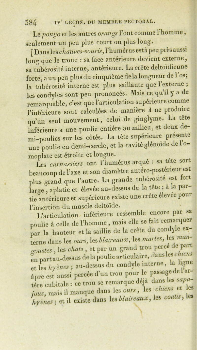Le pongo et les autres orangs l’ont comme 1 homme, settlement un pea plus court ou plus long. [ Dans les chauves-souvis, l’humerus esta peu prfcs aussi long que le tronc : sa face anterieure devient externe, sa tuberosite interne, anterieure. La Crete deltoidienne forte, a un peu plus du cinquieme de la longueur de Tos; la tuberosity interne est plus saillante que Lexterne ; les condyles sont peu prononcys. Mais ce qu'il y a de remarquable, c’est que Particulation supyrieure comme l’inferieure sont calculees de maniere d ne produire qu’un seul mouvement, celui de ginglyme. La tete inferieure a une poulie entiere au milieu, et deux de- mi-poulies sur les cotes. La tete superieure presente une poulie en demi-cercle, et la cavite glenoide de 1 o- moplate est etroite et longue. Les carnassiers ont I’humyrus arque : sa t£te sort beaucoup del’axe et son diametre antero-posteneur est plus grand que l’autre. La grande tuberosite est fort large , aplatie et elevye au-dessus de la tete ; a la par- tie anterieure et superieure existe une Crete elevee pour l’insertion du muscle deltoide. L’articulation inferieure ressemble encore par sa poulie a celle de l’homme, mais elle se fait remarquer par la hauteur et la saillie de la crfite du condyle ex- terne dans les ours, les blaireaux, les mattes, les goustes, les chats , et par un grand trou perce t e par en part au-dessus dela poulie articulaire, dansles chietu et les hrenes j au-dessus du condyle interne, la igne apre ett aussi pcrc<5c d’un trou pour lc passage dc ar- Jre cubitalc: ce trou sc remarque deja dans les •'«/'«- jous, mais il manque dans les ours, les glcns * hrines ; et il existe dans les blaireaux, les coalis,