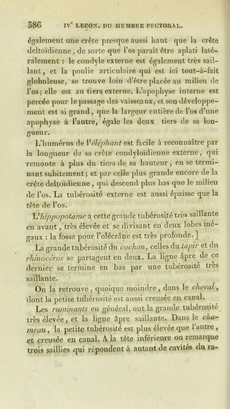 <$galement une Crete pr.esque aussi haut que la crete delto'idienne, de sorte quc l’os parait etre aplati lat6- ralement : le condyle externe est egalement tres sail— lant, et la poulie articulaire qui est ici tout-a-fait globuleuse, se trouve loin d’etre placee au milieu dc l’os; elle est au tiers externe. L’apopliyse interne est perc^e pour le passage des vaisseaux, et son developpe- ment est si grand, que la largeur entiere de l’os d’une apophyse a 1’autre, egale les deux tiers de sa lon- gueur. L’humerus de 17elephant est facile a reconnaitre par la longueur de sa crete condylo'idienne externe, qui remonte a plus du tiers dc sa hauteur, en se termi- nant subitement; et par celle plus grande encore de la crete delto'idienne, qui descend plus bas que le milieu de l’os. La tuberosite externe est aussi epaisse quc la tete de l’os. Uhippopotame a cette grande tuberosite tres saillante en avant, tres elevee et se divisant en deux lobes ine- gaux : la fosse pour l’olecrane est tres profonde. ] La grande tuberosite du cochon, celles du tapir et du rhinoceros se partagent en deux. La ligne apre de ce dernier se termine en bas par une tuberosite ties saillante. On la retrouvc, quoiquc moindre, dans le cheval, dont la petite tuberosite est aussi ereusec en canal. Les ruminants en general, out la grande tuberosite tres elevee, et la ligne flprc saillante. Dans le cha- mcau, la petite tuberosite est plus elevee que 1 autre, ct creus£e en canal. A la tete inferieure on remarque trois saillies qui rcpondent a autant de cavit^s du ra-
