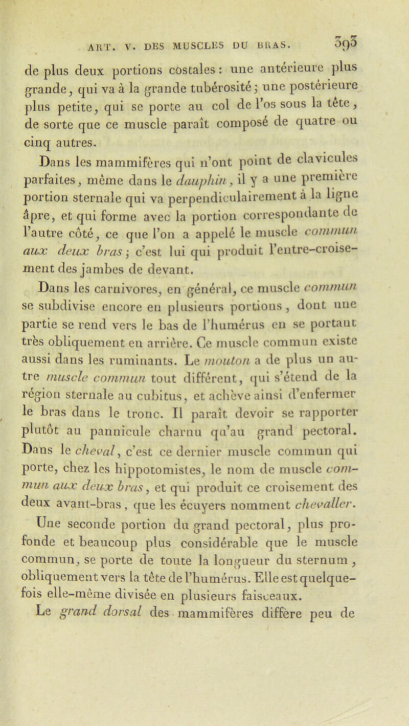 de plus deux portions costales: une anterieure plus grande, qui va a la grande tuberosite; une posterieure plus petite, qui se porte au col de l’os sous la tete, de sorte que ce muscle parait compose de quatre ou cinq autres. Dans les mammiferes qui n’ont point de clavicules parfaites, meme dans le dauphin , il y a une premiere portion sternale qui va perpendiculairement a la ligne Apre, et qui forme avec la portion correspondante de 1’autre cote, ce que l’on a appele le muscle commun aux deux bras j e’est lui qui produit l’cntre-croise- ment des jambes de devant. Dans les carnivores, en general, ce muscle commun se subdivise encore en plusieurs portions, dont une partie se rend vers le bas de l’humerus en se portaut trfes obliquement en arrierc. Ce muscle commun cxistc aussi dans les ruminants. Le niouton a de plus un au- tre muscle commun tout different, cjui s’etend de la region sternale au cubitus, et acheve ainsi d’enfermer le bras dans le tronc. II parait devoir se rapporter plutot au pannicule charnu qu’au grand pectoral. Dans le cheval, e’est ce dernier muscle commun qui porte, chez les hippotomistes, le nom de muscle com- mun aux deux bras, et qui produit ce croisement des deux avant-bras , que les ecuyers nornmeut chevalier. Une seconde portion du grand pectoral, plus pro- fonde et beaucoup plus considerable que le muscle commun, se porte de toute la longueur du sternum , obliquement vers la tete de rhumerus. Elleestquelque- fois elle-meme divisee en plusieurs faisceaux. Le grand dorsal des mammiferes differe peu de