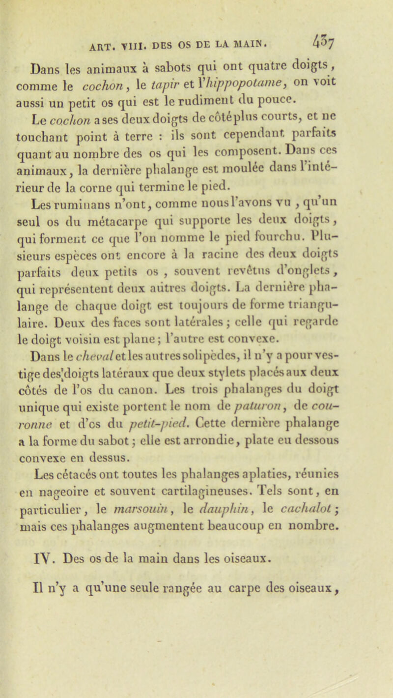 Dans les animaux a sabots qui ont quatre doigts, comme le cochon , le tapir et 1 hippopotame, on \oit aussi un petit os qui est le rudiment du pouce. Le coclion ases deux doigts de cote pi us courts, ct ne touchant point a terre : ils sont cependant parfaits quant au nombre des os qui les composent. Dans ccs animaux, la derniere phalange est moulee dans 1 inte- rieur de la corne cjui termine le pied. Lesruminans n’ont, comme nousl avons vu , qu un soul os du metacarpe qui supporte les deux doigts, qui forment ce que l’on nomme le pied fourchu. Vlu- sieurs especes ont encore a la racine des deux doigts parfaits deux petils os , souvent revfitns d’onglcts, qui representent deux aiitres doigts. La dernidre pha- lange de chaque doigt est toujours de forme triangu- laire. Deux des faces sont laterales ; celle qui regardc le doigt voisin est plane; l’autre est convcxe. Dans lec/uw/etlesautrcssolipedes, il n’y a pour ves- tige des'doigts lateraux que deux stylets placesaux deux cotes de l’os du canon. Les trois phalanges du doigt unique qui existe portent le nom dcpaturon, de cou- ronne et d’cs du petit-pied. Cette derniere phalange a la forme du sabot; clle est arrondie, plate eu dessous convexe en dessus. Les cetacesont toutes les phalanges aplaties, reunies en nageoire et souvent cartilagineuses. Tels sont, en particulier, le marsouin, le dauphin, le cachalot; mais ces phalanges augmentent beaucoup en nombre. IY. Des os de la main dans les oiseaux. II n’y a qu’une seule rangee au carpe des oiseaux,