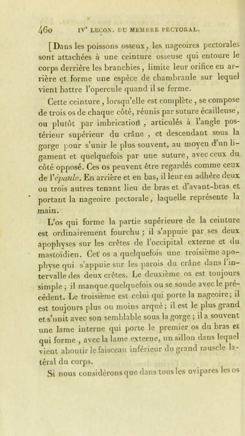 [D aus les poissons osseux, ies nageoires pectorales sont attachees a une ceinture osseuse qui entoure le corps derriere les branchies , limite leur orifice en ar- riere ct forme une esp^ce de chambranle sur lequel vient battre Topercule quand il se ferme. Cette ceinture, lorsqu’elle est complete , se compose de trois os de chaque cote, reunis par suture ecailleuse, ou plutot par imbrication , articules a Tangle pos- terieur superieur du crane , et descendant sous la gorge pour s’unir le plus souvent, au moyen d un li- gament et quelquefois par une suture, avecceux da cote oppose. Ces os peuvent etre regardes comme ceux de Yepaule. En arriere et en bas, il leur en adhere deux ou trois autres tenant lieu de bras et davant-bras ct portant la nageoire pectorale, laquelle represente la main. L’os qui forme la partie superieure de la ceinture est ordinairement fourchu •, il s’appuie par ses deux apophyses sur les crates de 1 occipital externe et uu mastoidien. Cet' os a quelquefois une troisieme apo- physe qui s’appuie sur les parois du crane dans 1 in- tervalledes deux cretes. Le deuxieme os est toujours simple j il manque quelquefois ou se soude avecle pre- cedent. Le troisieme est celui qui porte la nageoire; il est toujours plus ou moins arque; il est le plus grand et s’unit avec son semblable sous la gorge ; il a souvent une lame interne qui porte le premier os du bras et qui forme , avec la lame externe, un sillon dans lequel vient aboutir le faisceau inferieur du grand muscle la- teral du corps. Si nous consideroiis quo dans tons les ovipaies les os