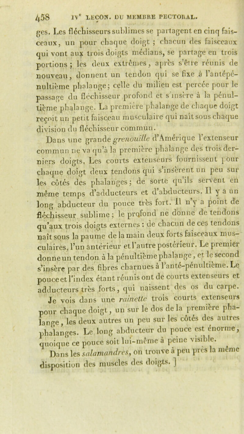 ges. Les flechisseurs sublimes se partagenten cinq fais- ceaux, un pour cbaque doigt ; chacun des faisceaux quivontaux trois doigts medians, se partage en trois portions; lcs deux extremes, apres s’ene reunis de nouveau, donnent un tendon qui se fixe a 1 antepe- nultieme phalange; celle du milieu est percee pour le passage du flechisseur profond et sinsure a la penul- licme phalange. La premiere phalange de chaque doigt re^oit un petit faisceau musculaire qui nait sous chaque division du flechisseur commun. Dans une grandegrenouille d’Amerique l’extcnseur commun ne va qu’a la premiere phalange des trois der- niers doigts, Les courts extenseurs fournissent pour chaque doigt deux tendons qui s inherent u’n peu sue les cotes des phalanges; de sorte qu ils servent en m&me temps d’adducteurs ct d abducteurs. II y a un long abducteur du pouce ties fort. II n y a point tie flechisseur sublime; le profond ne donne detentions qu’aux trois doigts externes : de chacun de ces tendons nait sous la paume tie la main deux forts faisceaux mus- culaires, l’un anlerieur etl’autre posterieur. Le premier donne un tendon ala penultieme phalange, et le second s’insere par des fibres charnuesa 1 ante-penultieme. Le pouceet l’index etant reunis ont de courts extenseuis et adducteurs ties forts, qui naissent des os du caipc. Je vois dans une rainette trois courts extenseurs pour chaque doigt, un sur le dos de la premiere pha- lange , les deux autres un peu sur les cot6s des aulres phalanges. Le long abducteur du pouce est i<norme, quoique ce pouce soil, lui-mcme a peine visible. Dans les salamandres, on tronve a pen pres la mcme