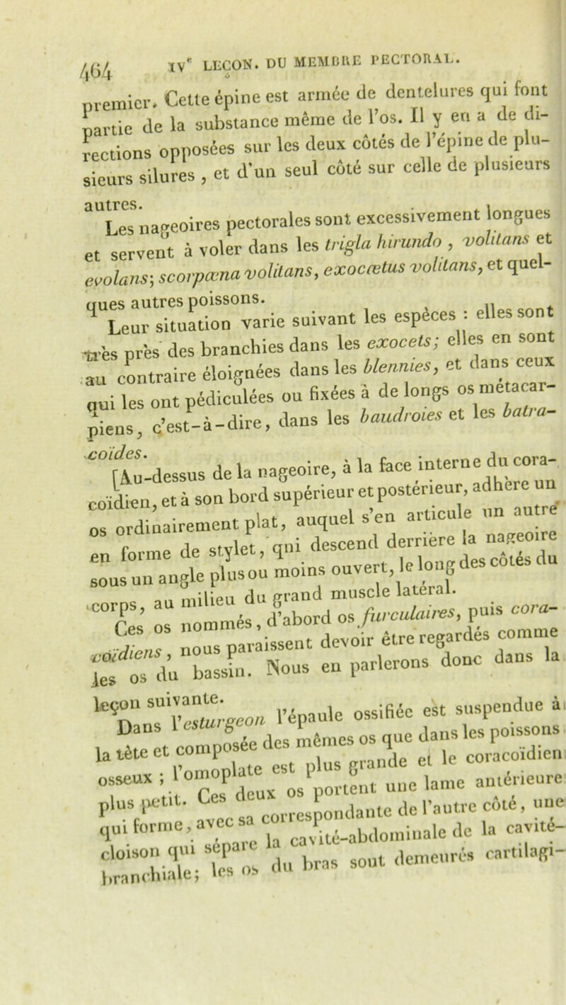 nremier. Celle enine est annee tie dentelures qui font Lrtie de la substance mime tie l’os. II y en a de di- rections opposees sur les deux cotes de l’ep.ne de plu- sieuvs silures , et dun seul cote sur celle de plusteurs q II t T*GS 1 Les napeoires pectorales soul excessivement ongues et servent a voler dans les trigla hirundo , voldans et emlans; scovpccna volilans, exoccetus voldans, et quel- ‘‘“uurriTuaUor^’rie suivant les espies : ellessont ’■* P'- b”“C^ tZ les' ZZ *12 ceux au contra re eloignees clans les tnenme*, oui les out pediculees ou fixees a de longs os ntetacar- piens 6 c’est- a -dire, dans les baudroies et les bat,-a- X'°[Au'-dessus dela nageoire, a la face interne du^cora- coidien, et a son bol d supdrieur et posteneur, adhue u os ordinairemcnt plat, auquel sen W sous^nXtgle plp^sou moins ouvert, le long des c6t6s du corps, au puis corn- C/ °S nous^araissent^evoir etre regardes couture l” os d’u basXt. Nous en parlerons done dans la Hon I’^paule ossifide est suspendue a,