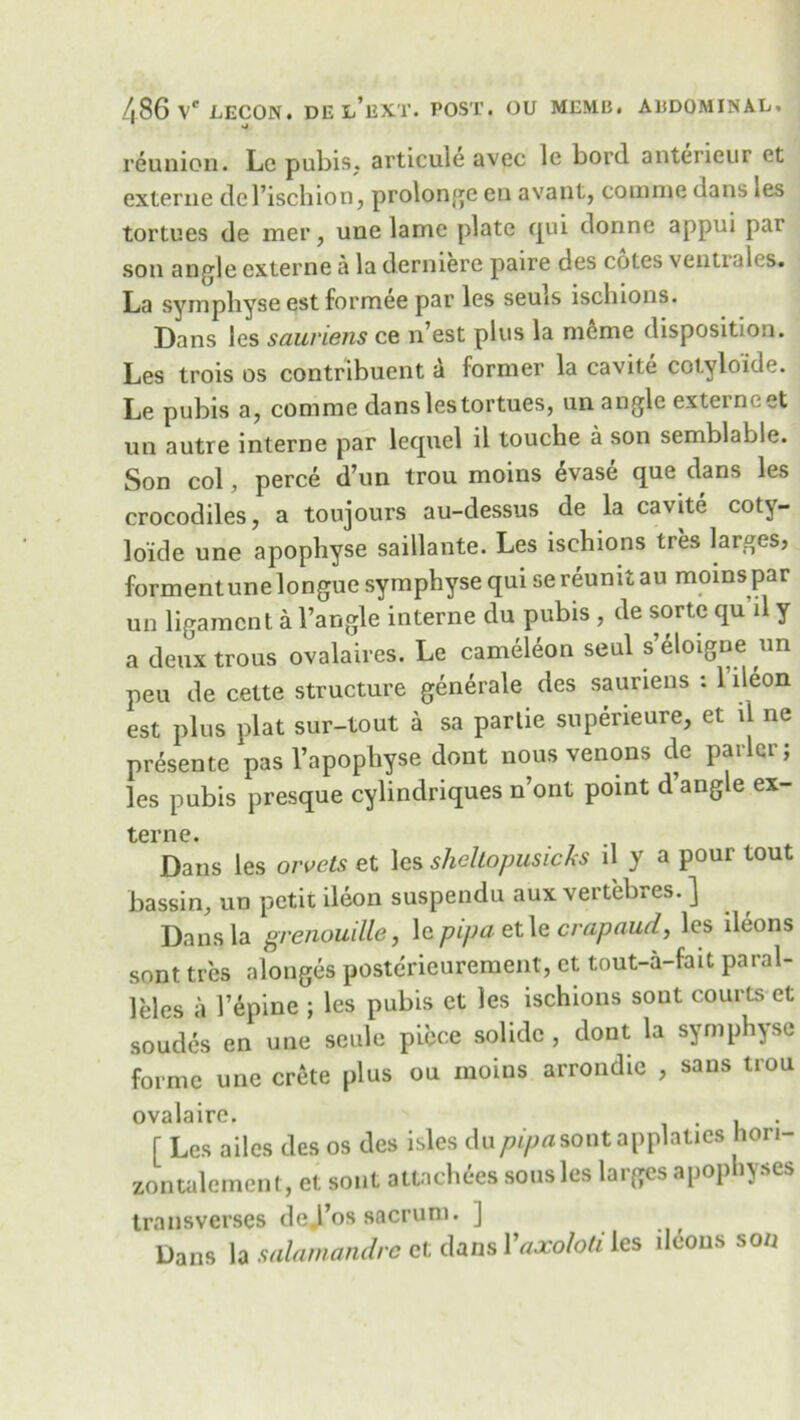 reunion. Lc pubis, articule avec le bord anterieur et externe del’ischion, prolonge en avant, comnie dans les tortues de mer, une lame plate qui donne appui pax son angle externe a la derniere paire des cotes ventiales. La symphyse est formee par les seuis iscliions. Dans les sauriens ce n’est plus la meme disposition. Les trois os contribuent a former la cavite cotyloide. Le pubis a, comme dans les tortues, un angle externeet un autre interne par lecpiel il touche a son semblable. Son col, perce d’un trou moins 6vase que dans les crocodiles, a toujours au-dessus de la cavite cotj- lo'ide une apophyse saillante. Les isehions tres larges? formentune longue symphyse qui se reumt au moms par un ligament a l’angle interne du pubis , de sorte qu’il y a deux trous ovalaires. Le cameleon seal s’eloigne un peu de cette structure generale des sauriens : 1 deon est plus plat sur-tout a sa partie supeneure, et il ne presente pas l’apophyse dont nous venous de parler; les pubis presque cylindriques n’ont point d’angle ex- terne. Dans les ovvets et les shckopusicks d y a pour tout bassin, un petit ileon suspendu aux vertebres. ] Dans la grenouille, ]epipaet\ecrapaud} les ileons sont tres alonges posterieurement, et tout-a-fait paral- leles a Tepinc ; les pubis et les isehions sont courts et soudes en une seule piece solidc , dont la symphyse forme une Crete plus ou moins arrondie , sans trou ovalaire. , . [ Les ailcs des os des isles du^asontapplaties hon- zontalement, et sont attaches sous les larges apophyses transverses dej’os sacrum. ] Dans la salamandre et dans Yaxoloti les ileons son