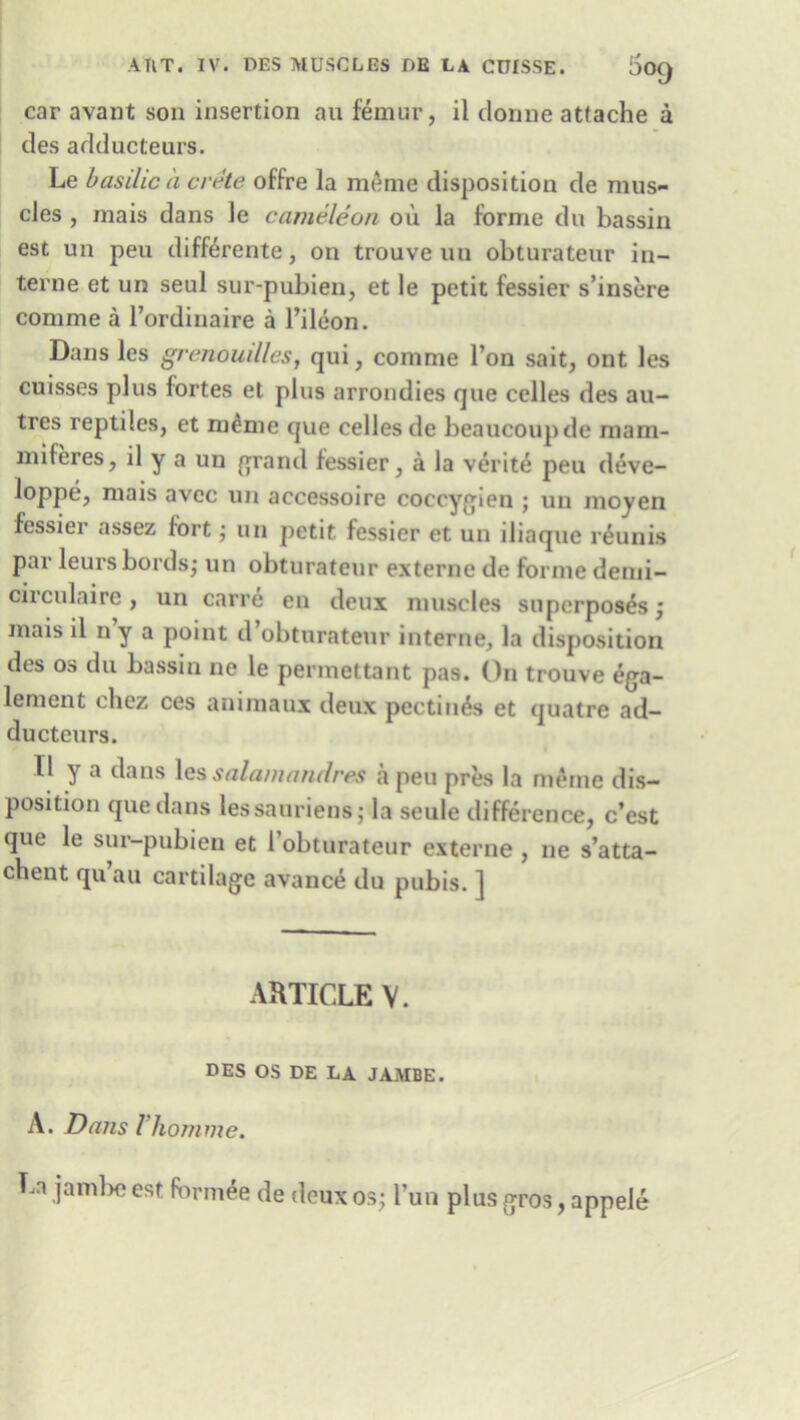 car avant son insertion au femur, il tlonue attache a ties adducteurs. Le basilic a crete offre la meme disposition de mus- cles , mais dans le cameleon oil la forme du bassin est un peu differente, on trouve un obturateur in- terne et un seul sur-pubien, et le petit fessier s’insere comme a l’ordinaire a l’ileon. Dans les grenouilles, qui, comme l’on sait, ont les cuisses plus fortes et plus arrondies que celles des au- tres reptiles, et m£me que celles de beaucoupde mam- mi feres, il y a un grand fessier, a la verite peu deve- loppe, mais avec un accessoire coccygien ; un moyen fessier assez fort; un petit fessier et un iliaque r^uni.s par leurs bords; un obturateur externe de forme denii- circulaire, un carre en deux muscles superposes ; mais il n y a point d’obturateur interne, la disposition des os du bassin ne le permettant pas. On trouve ega- lement chez ces animaux deux pectin^s et quatre ad- ducteurs. Il y a dans les salamandres a peu pres la meme dis- position que dans lessauriens; la seule difference, c’est que le sur-pubien et i’obturateur externe , ne s’atta- chent qu au cartilage avance du pubis. ] ARTICLE V. DES OS DE LA JAMBE. A. Dans I’homme. La jambe est fbrmee de deux os; l'un plus gros, appele