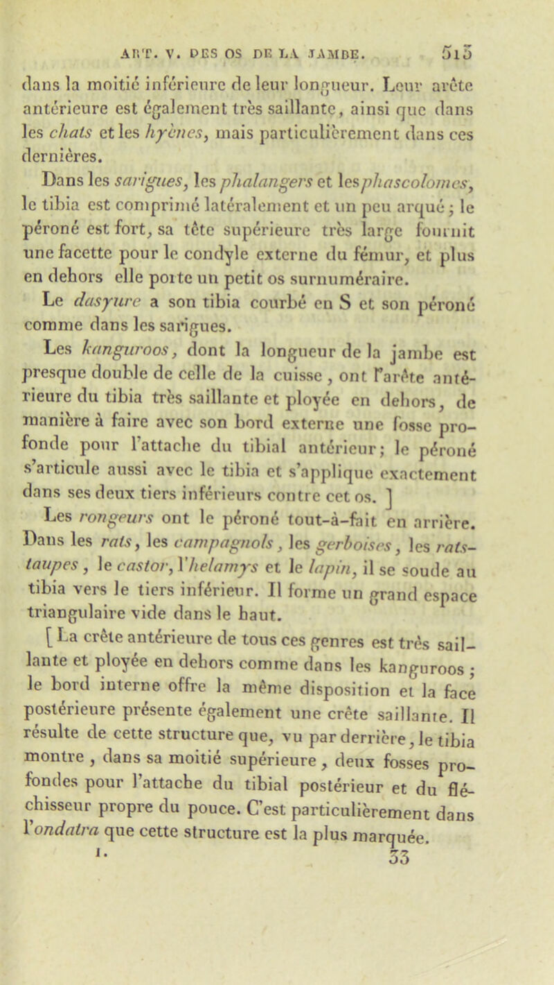 dans la moitie inferieure deleur longueur. Lour arete anterieure est egalement Ires saillante, ainsi rjuc dans les chats etles hyhnes, mais parliculieremcnt dans ces dernieres. Dans les sarigues, les phalangers et les pha sc olomcs, lc tibia est comprimc laleralement et nn peu arque; le perone est fort, sa tcte superieure tres large fournit unefacettc pourle condyle extcrnc du femur, et plus en dehors elle poite un petit os surnum^raire. Le dasyure a son tibia courbe en S et son perone comme dans les sarigues. Les kangaroos, dont la longueur de la jambe est presquc double de celle de la cuisse , ont TanHc ant6- rieure du tibia tres saillante et ployee en dehors, de maniere a faire avec son bord externe une fosse pro- fonde po\ir 1 attache du tibial anterieur; le perone s’articule aussi avec le tibia et s’applique exactement dans ses deux tiers inferieurs con ti e cet os. ] Les rongeurs ont le p6rone tout-a-fait en arriere. Dans les rats, les campagnols, les gerboises, les rnts- taupes, le castor, Xhelamys et le lupin, il se soude au tibia vers le tiers inferieur. II forme un grand cspace triangulaire vide dans le haut. [ La crete anterieure de tous ces genres est tres sail- lante et ployee en dehors comme dans les kanguroos ; le bord interne offre la meme disposition ei la face post<$rieure presente egalement une crete saillanre. II resulte de cette structure que, vu par derriere, le tibia montre , dans sa moitie superieure , deux fosses pro- fondes pour 1 attache du tibial posterieur et du fle- chisseur propre du pouce. C’est particulierement dans 1 ondatra que cette structure est la plus marquee. 33
