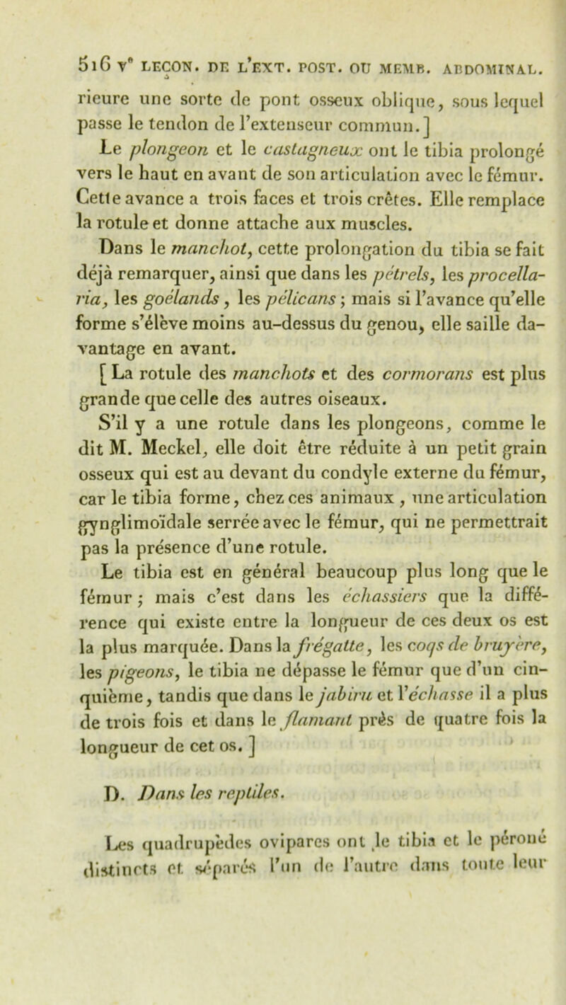 rieure une sorte de pont osscux oblique, sous lequel passe le tendon de l’extenseup commun.] Le plongeon et le castagneux ont le tibia prolonge vers le haut en avant de son articulation avec le femur. Cetleavance a trois faces et trois cretes. Elleremplace la rotuleet donne attache aux muscles. Dans le manchot, cette prolongation du tibia sefait deja remarquer, ainsi que dans les petrels, les procella- ria, les goelands, les pelicans; mais si l’avance qu’elle forme s’^leve moins au-dessus du genou, elle saille da- vantage en avant. [ La rotule des rnanchots et des cormorans est plus grande que celle des autres oiseaux. S’il y a une rotule dans les plongeons, comme le dit M. Meckel,, elle doit etre reduite a un petit grain osseux qui est au devant du condyle externe du femur, car le tibia forme, chezces animaux , une articulation gynglimo’idale serreeavecle femur, qui ne permettrait pas la presence d’une rotule. Le tibia est en general beaucoup plus long que le femur; mais c’est dans les echassiers que la diffe- rence qui existe entre la longueur de ces deux os est la plus marquee. Dans la fregatte, les c.oqs de brujr'ere, les pigeons, le tibia ne d^passe le femur que d’un cin- quieme, tandis que dans le jabiru et Yechasse il a plus de trois fois et dans \e flamant pnis de quatre fois la longueur de cet os. ] D. Dans les reptiles. Les quadruples ovipares ont ,le tibia ct le perone distincts et separcs Tun de 1’autre dans tonic leur