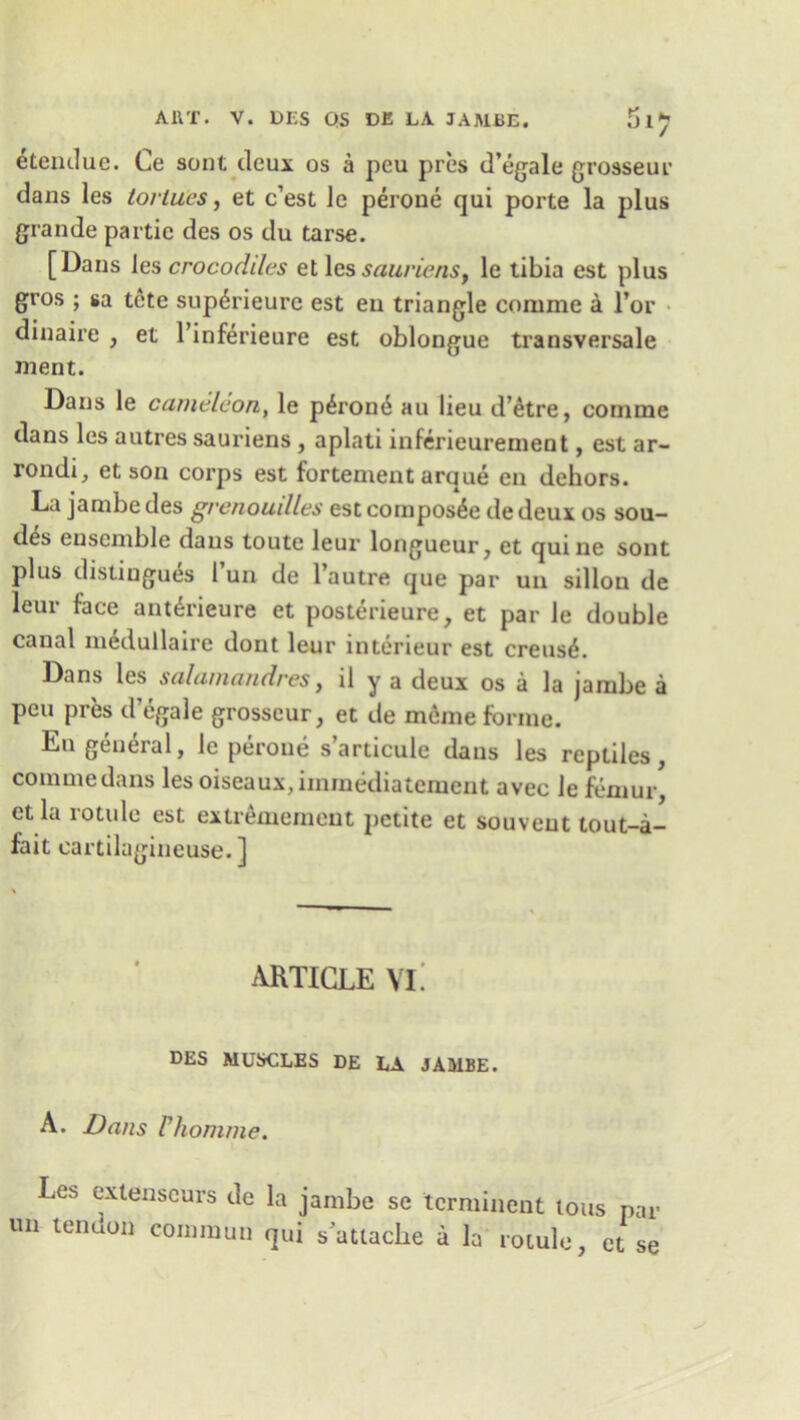 etendue. Ce sont deux os a peu pres d’egale grosseur dans les tortucs, et e’est Jc perone qui porte la plus grande partie des os du tarse. [Dans les crocodiles et les sauriens, le tibia est plus gros ; sa tete sup^rieurc est eu triangle enrame a l’or dinaire , et l’inferieure est oblongue transversale ment. Dans le canieleon, le perone au lieu d’etre, cornme dans les autres sauriens , aplati inferieurement, est ar- rondi, et son corps est fortement arque en dehors. La jambe des gvenouilles estcornpos&j dedeux os sou- des ensemble dans toute leur longueur, et quine sont plus distiugues l un de 1 autre que par un sillon de leur face ant^rieure et posterieure, et par le double canal medullaire dont leur interieur est creus6. Dans les salamandres, il y a deux os a la jambe a peu pres d’egale grosseur, et de meme forme. Eu general, le peroue s’ardcule dans les reptiles, commedans les oiseaux,iinmediatement avec le femur, et la rotule est extremement petite et souveut tout-a- fait cartilagineuse. ] ARTICLE VI. DES MUSCLES DE LA JAMBE. A. Dans Vhomme. Les extenseurs do la jambe se terminent ions par un tendon common qui s'atlacke a la rotule, et se