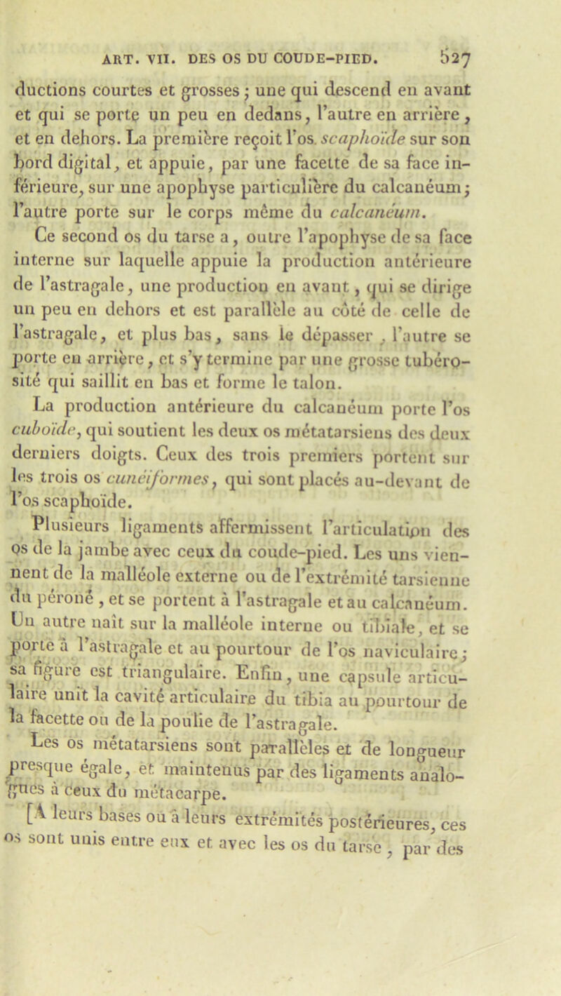 ART. VII. DES OS DU COUDE-PIED. S27 ductions courtes et grosses; une qui descend en avant et qui se porte nn peu en dedans, l’autre en arriere , et en dehors. La premiere re9oit l?os. scaphoide sur son bord digital, et appuie, par une facette de sa face in- ferieure, sur une apophyse particulierc du calcaneum; l’autre porte sur le corps raemc du calcaneum. Ce second os du tarse a, outre l’apophyse desa face interne sur laquelle appuie la production anterieure de l’astragale, une production en avant, qui se dirige un peu en dehors et est parallele au cote de celle de 1’astragale, et plus bas, sans le depasser , l’autre se porte en arriere, et s’y termine par une grosse tubero- site qui saillit en bas et forme le talon. La production anterieure du calcaneum porte l’os cub aide, qui soutient les deux os nukatarsiens des deux deruiers doigts. Ceux des trois premiers portent sur les trois os cuneiformes, qui sont places au-devant de l’os scaphoide. Plusieurs ligaments affermissent rarticulatipn des Qs de la jambe avec ceux du coude-pied. Les uns vien- nent de la malleole externe ou de Texti-emite tarsienue du perone , et se portent a l’astragale et au calcaneum. Ln autre nait sur la malleole interne ou tibiale, et se poi te a 1 astragale ct au pourtour de Los naviculaire; sa figine est triangulaire. Enfiu,une capsule articu- laire unit la cavity articulaire du tibia au pourtour de la facette ou de la poulie de l’astragale. Les os^ metatarsiens sont paTalleles et de longueur presque egale, et maiutenus par des ligaments analo- gues a ceux do metacarpe. [A leurs bases ou a leurs extremites posterieures, ces os sont unis entre eux et avec les os du tars'e , pa/des