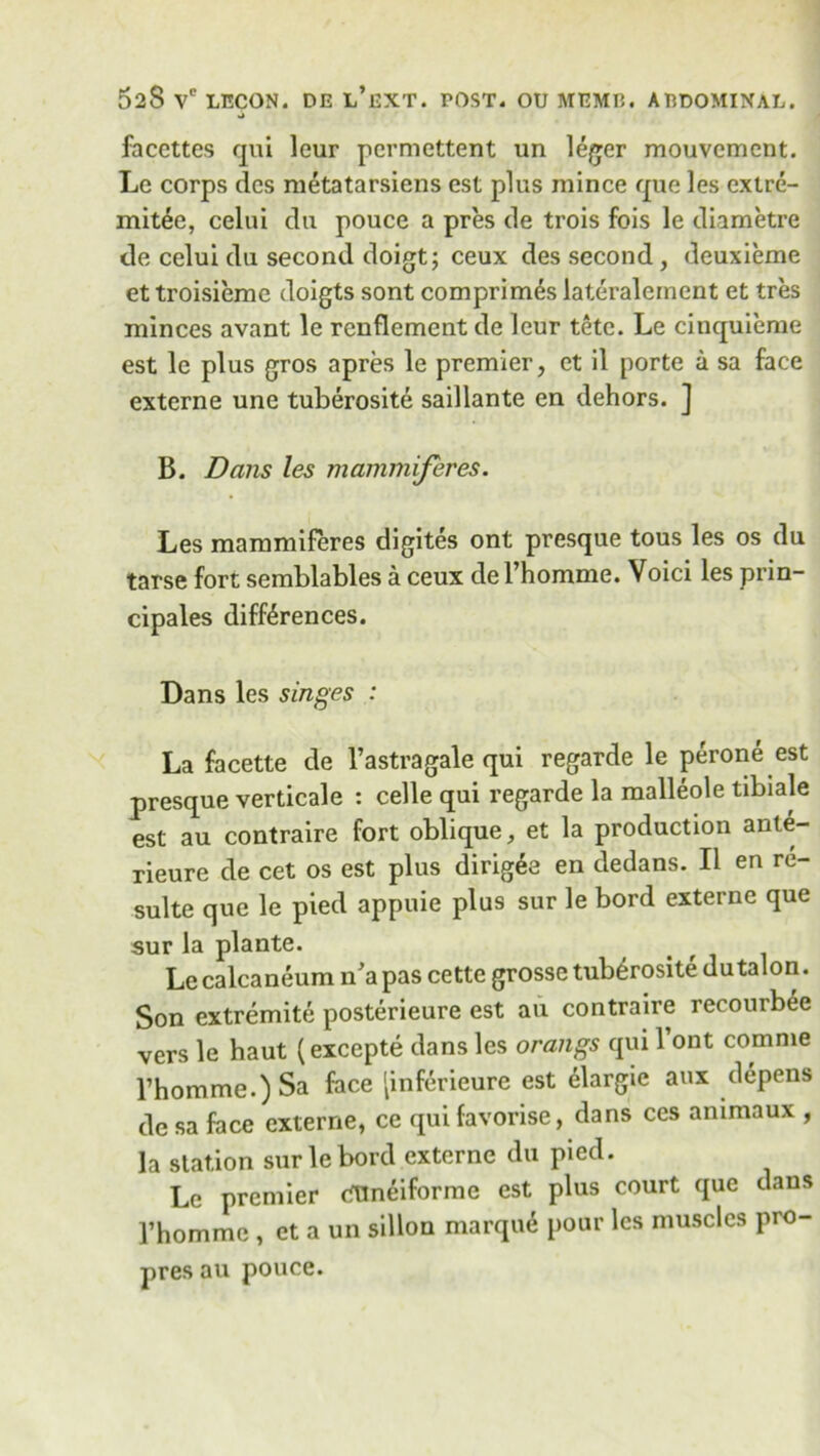 facettes qui leur permettent un leger mouvcmcnt. Le corps dcs metatarsiens est plus mince quo les extre- mitee, celui du pouce a pres de trois fois le diametre de celui du second doigt; ceux des second, deuxieme et troisieme doigts sont comprimes lateralernent et tres minces avant le rcnflement de leur tete. Le cinquieme est le plus gros apres le premier, et il porte a sa face externe une tuberosite saillante en dehors. ] B. Dans les mammiferes. Les mammiferes digites ont presque tous les os du tarse fort semblables a ceux del’homme. Voici les prin- cipals differences. Dans les singes : La facette de l’astragale qui regarde le perone est presque verticale : celle qui regarde la malleole tibiale est au contraire fort oblique, et la production anle- rieure de cet os est plus dirig£a en dedans. II en re- sulte que le pied appuie plus sur le bord externe que sur la plante. Le calcaneum if a pas cette grosse tuberosite du talon. Son extremite posterieure est au contraire recourbee vers le haut (excepte dans les orangs qui font comme rhomme.)Sa face [inferieure est elargie aux depens de sa face externe, ce qui favorise, dans ces animaux , la station sur le bord externe du pied. Le premier tflneiforme est plus court que dans Thomme , et a un sillon marque pour les muscles pro- pres au pouce.